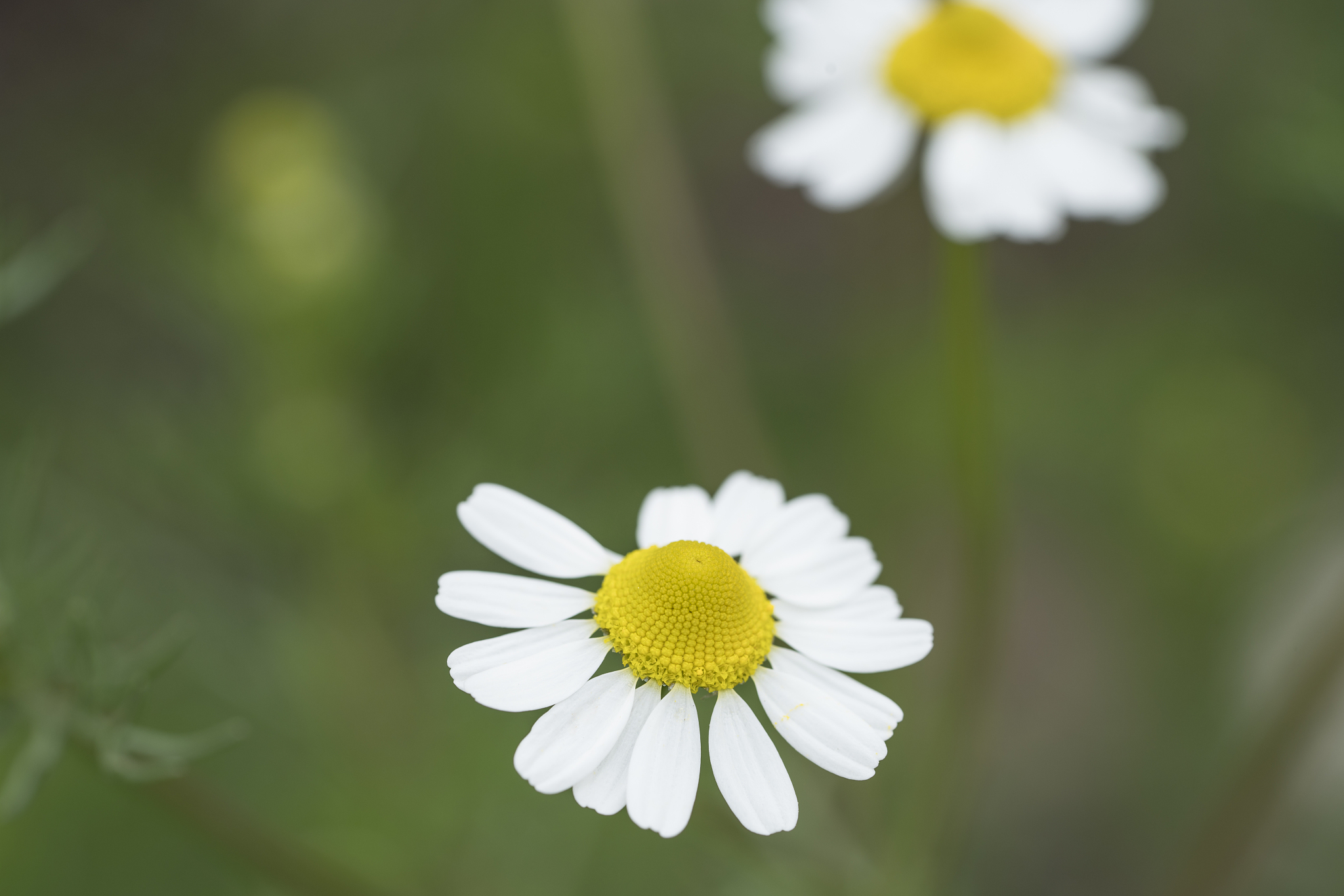 chamomile flowers
