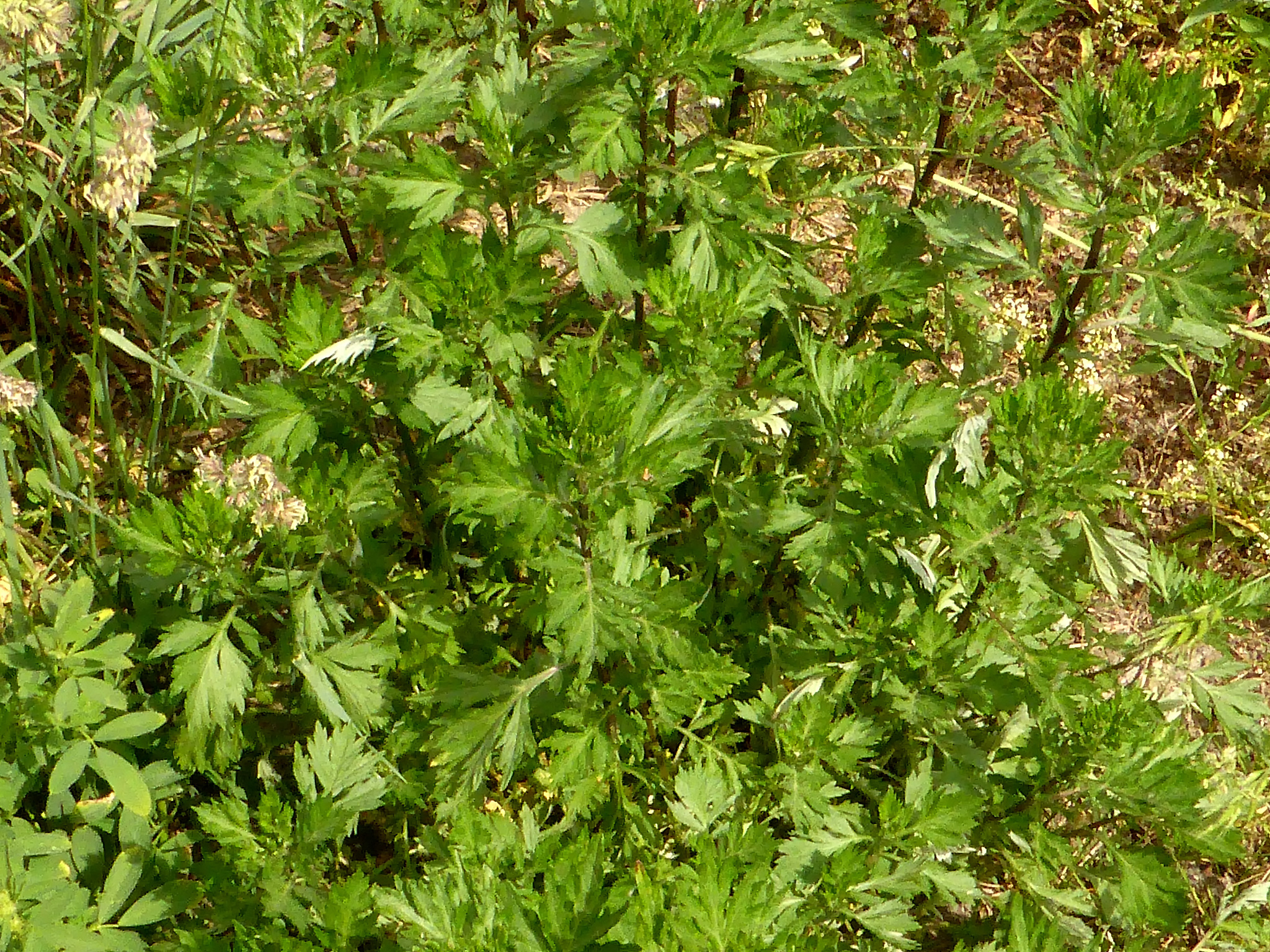 苦菜养胃功效及食用方法：详解《诗经》中记载的传统食疗