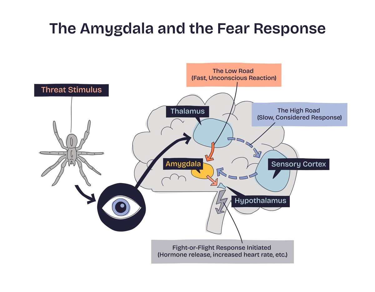 Immune System: Defending Against Invaders Immune System: Defending Against Invaders