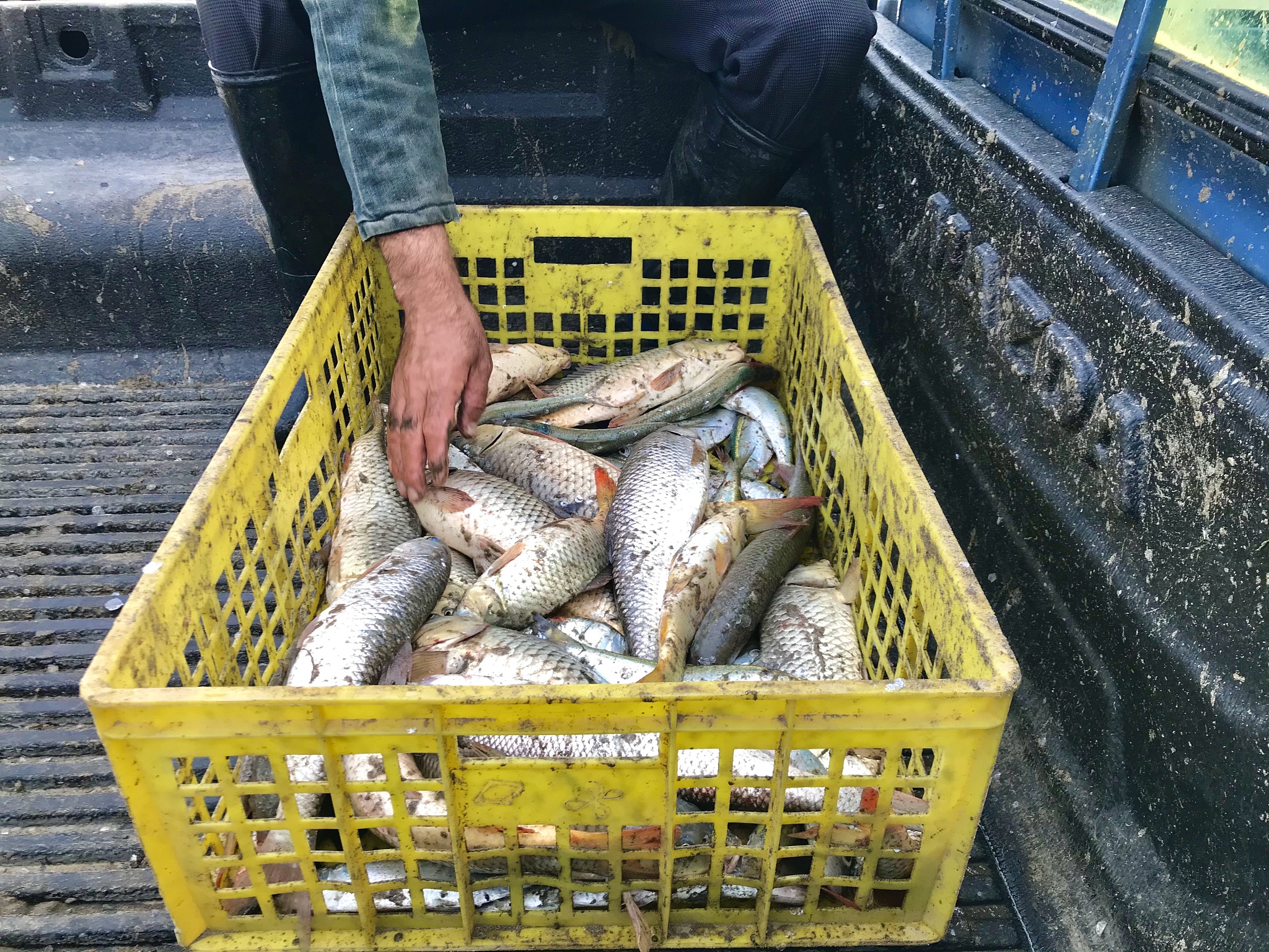 鲫鱼篓怎么什么时候放回答加拓展。