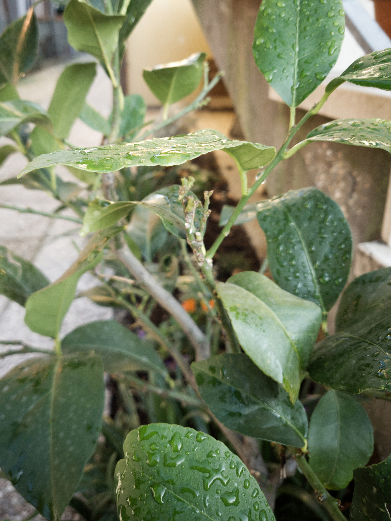 柠檬树花苞流粘液的原因及处理方法