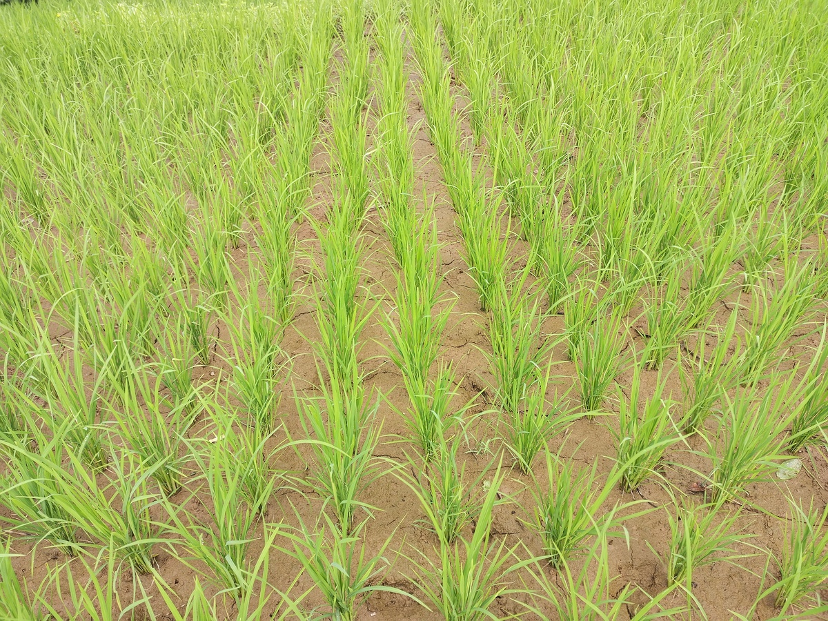 横山县水稻稻瘟病：症状、成因与防控