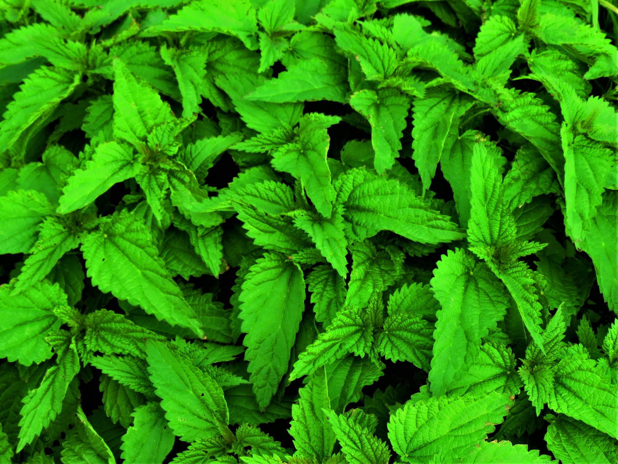 JOURNAL OF PLANT BIOLOGY期刊收稿要求详细介绍
