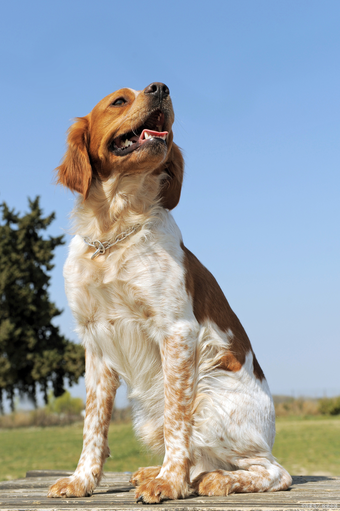 72种名犬图片及名字