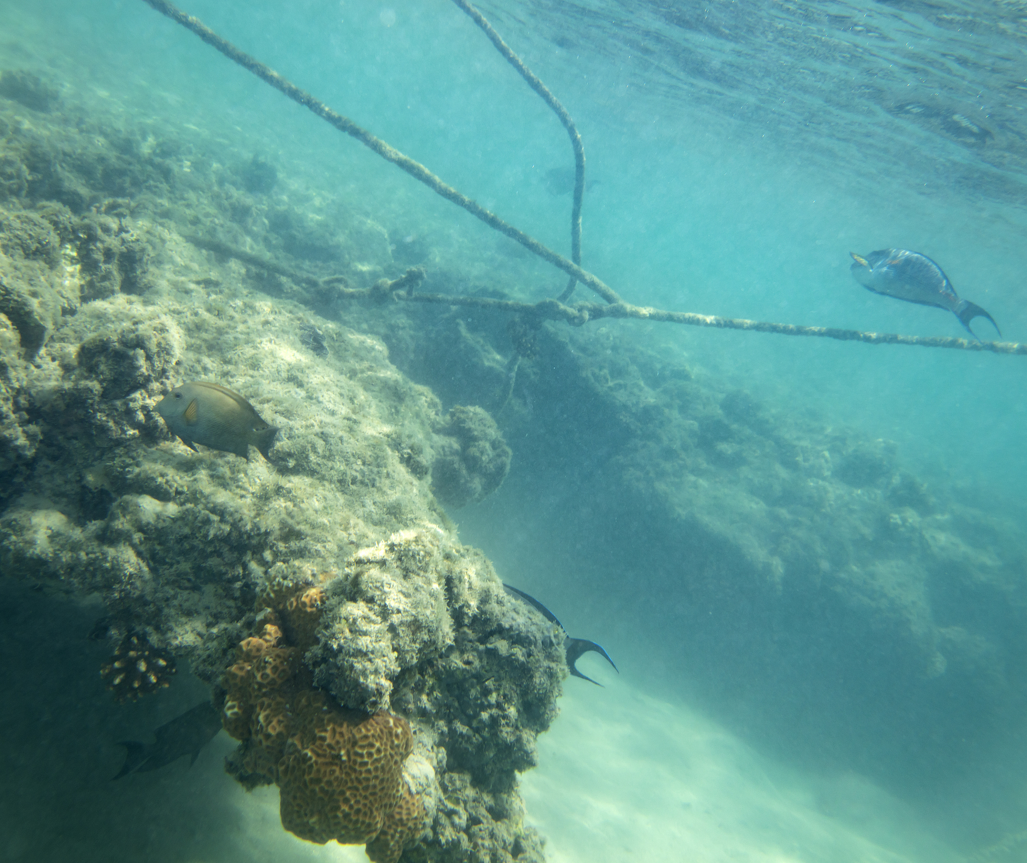 什么是人工鱼礁