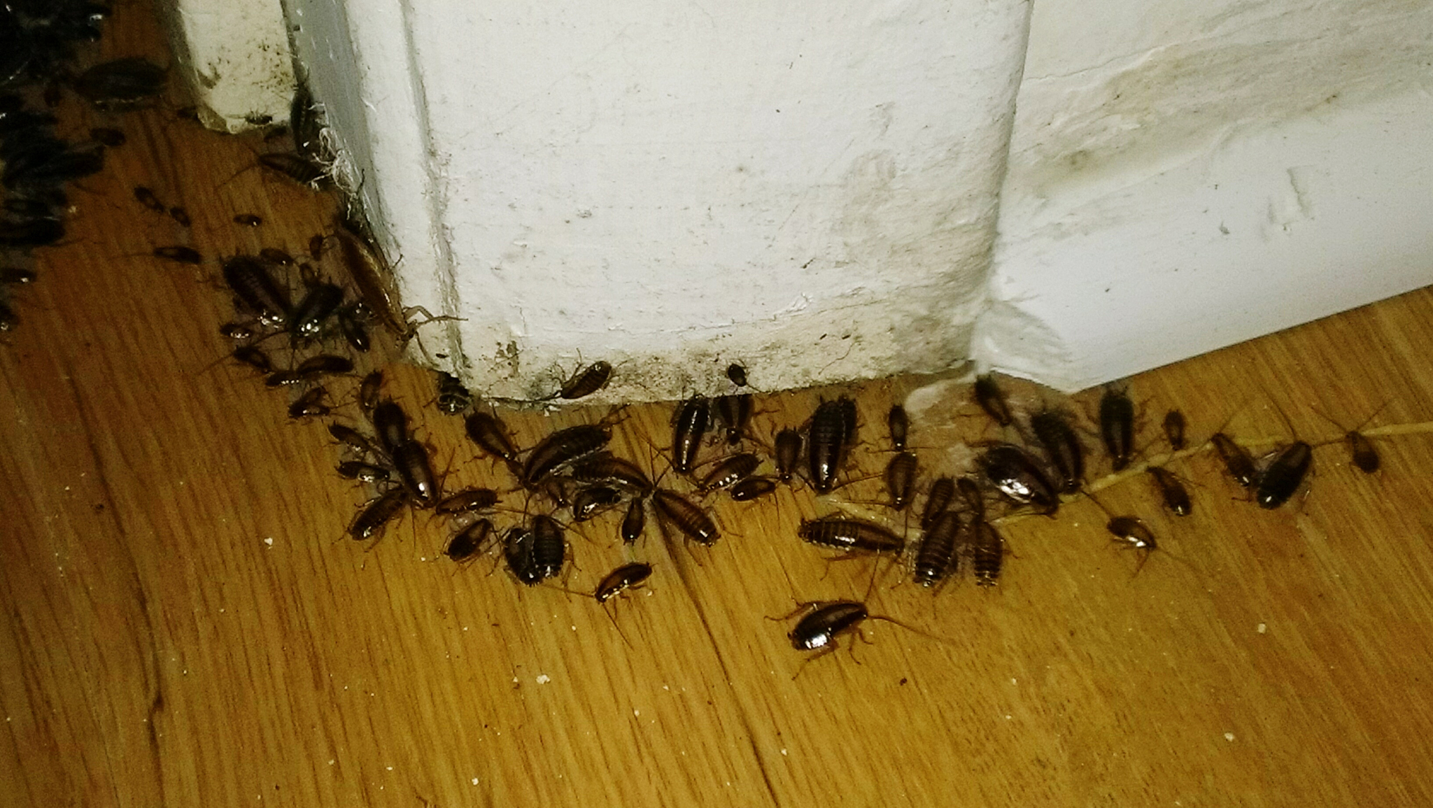 close-up high angle view of bugs on floor