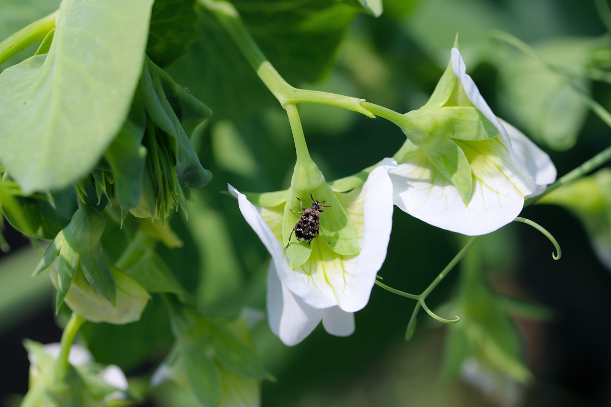 JOURNAL OF PEST SCIENCE: 害虫科学研究的领先期刊