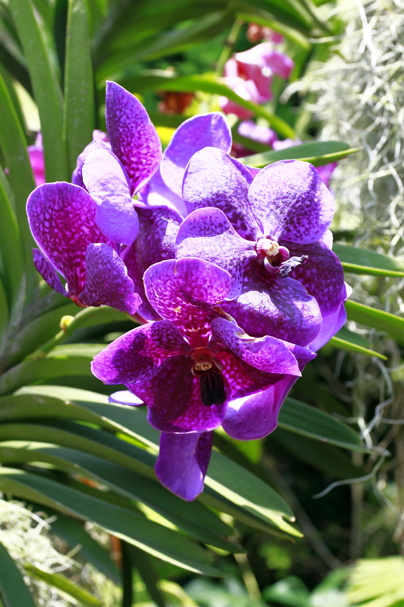 violet orchids