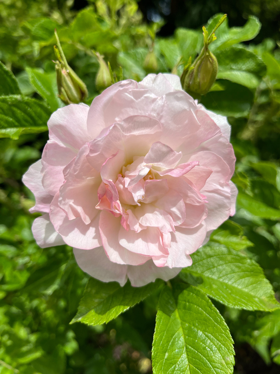 请不少于800汉字的博客文章语言要幽默口语化。主题是：芙蓉花有几种品种芙蓉花的品种大全