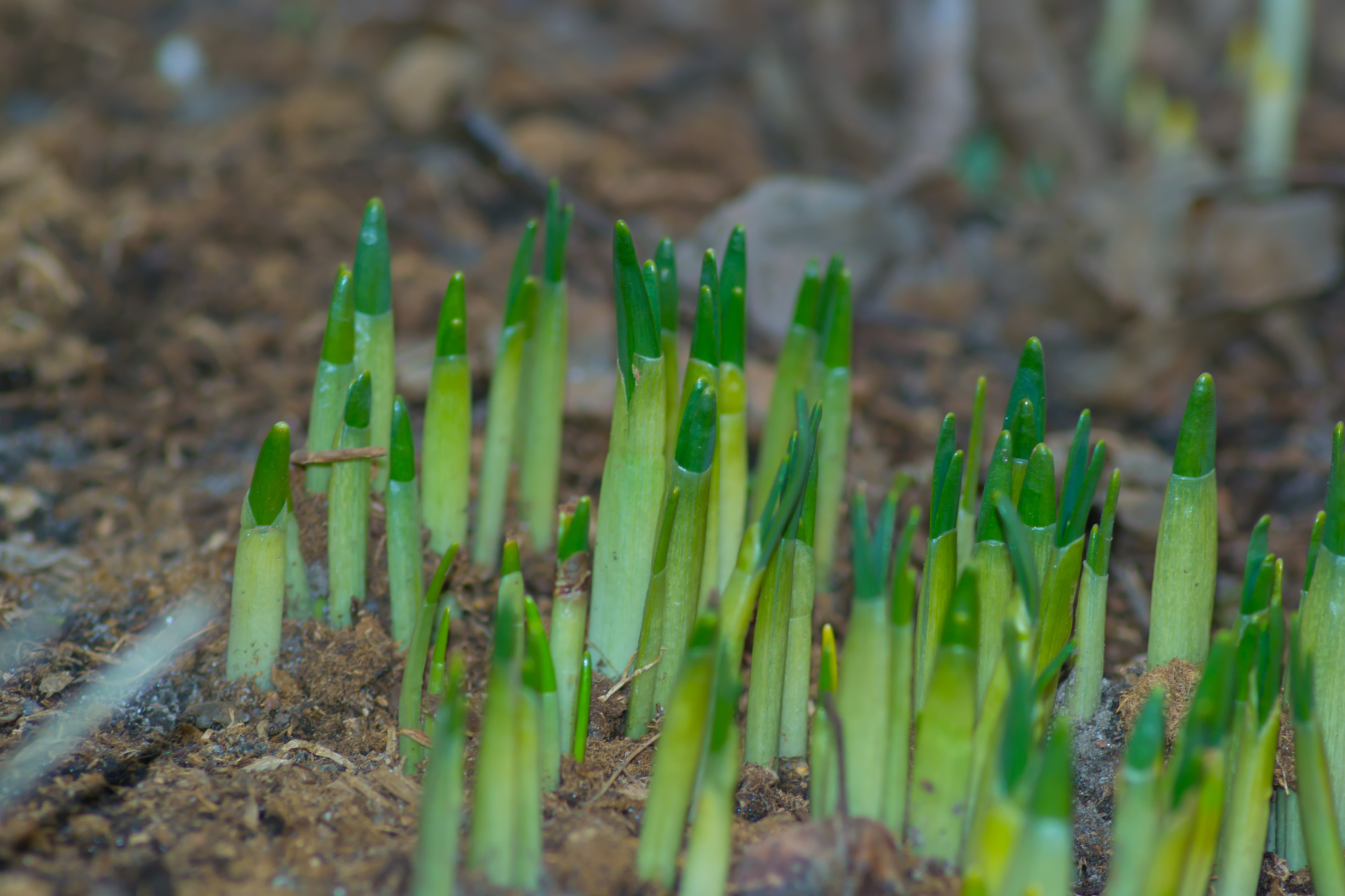 small plant