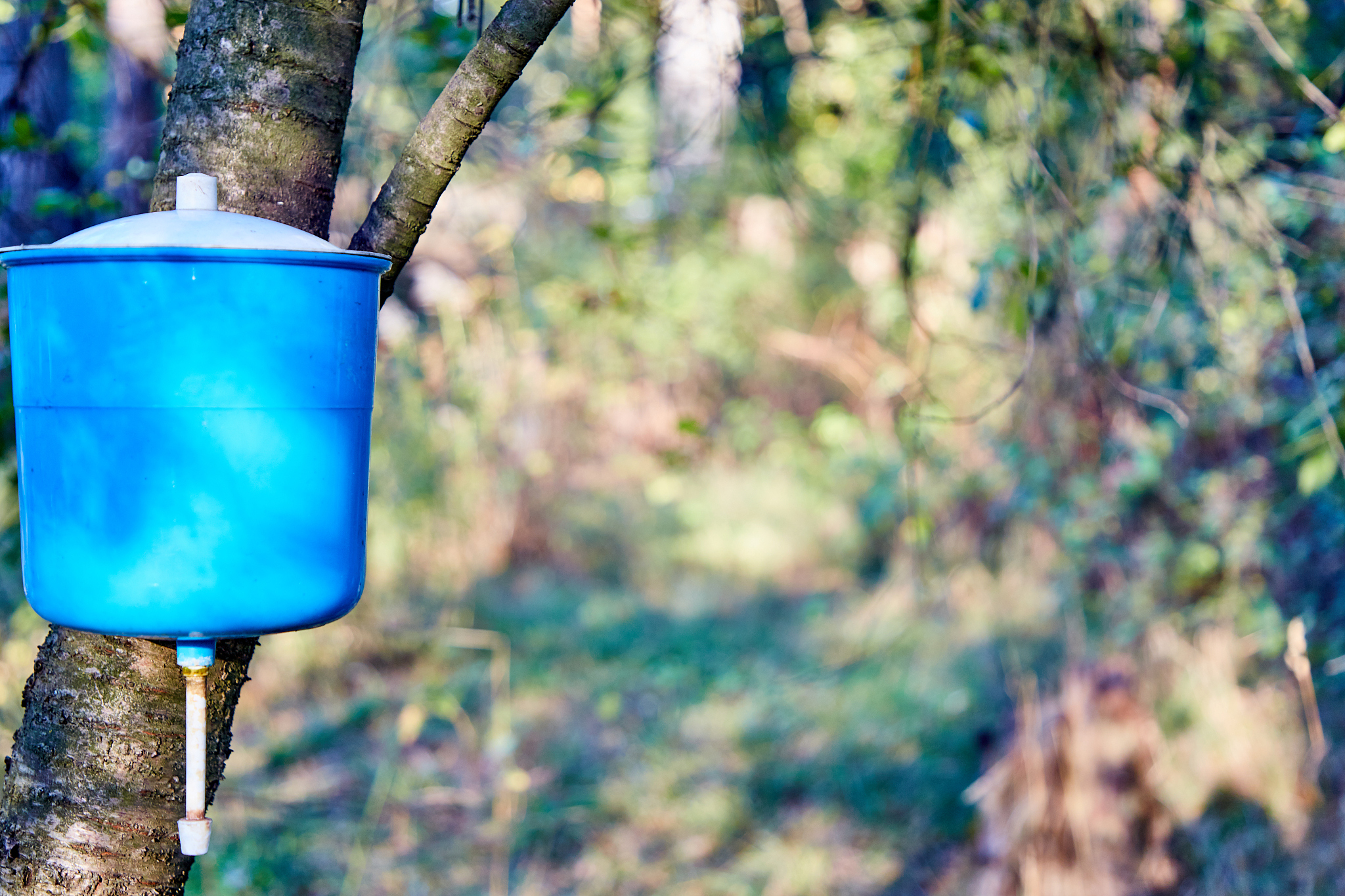 bright blue hand washstand hangs on a tree