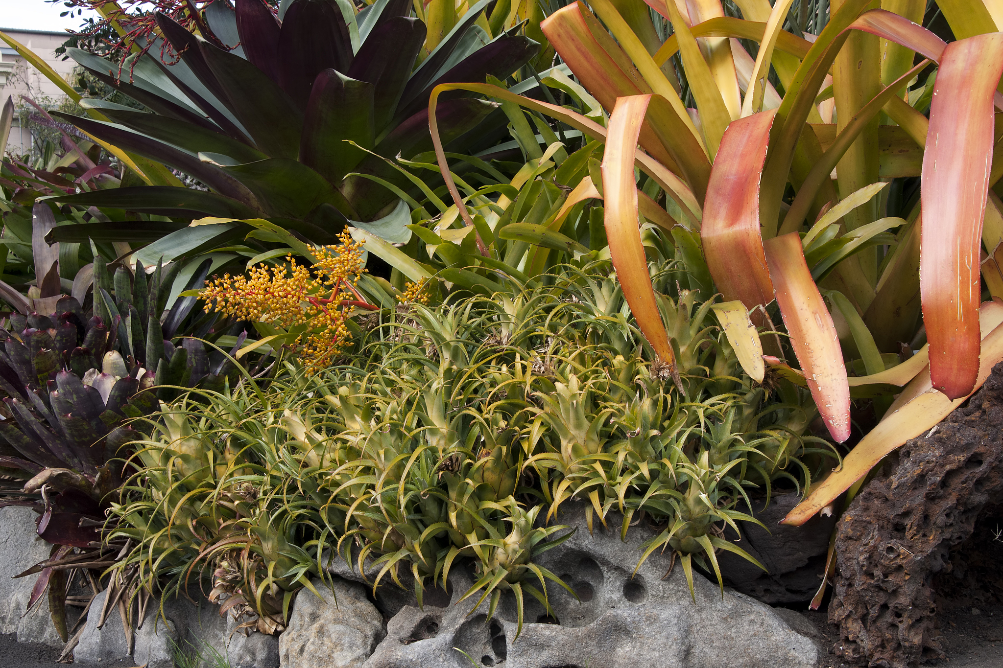 Whole-Genome Sequence of Lactobacillus plantarum SPC-SNU 72-2 as a Probiotic Starter for Sourdough Fermentation，这篇文章提出了什么方法，解决了什么问题