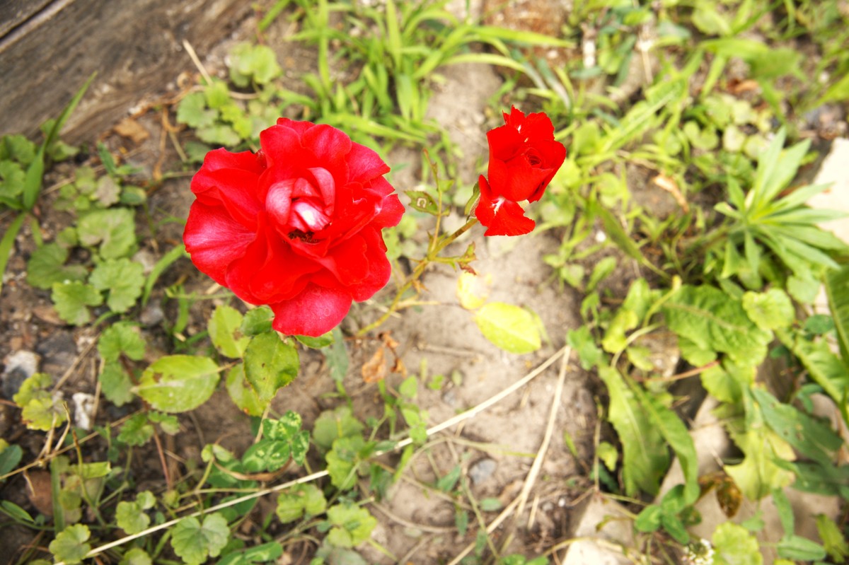 风中摇曳的那么红