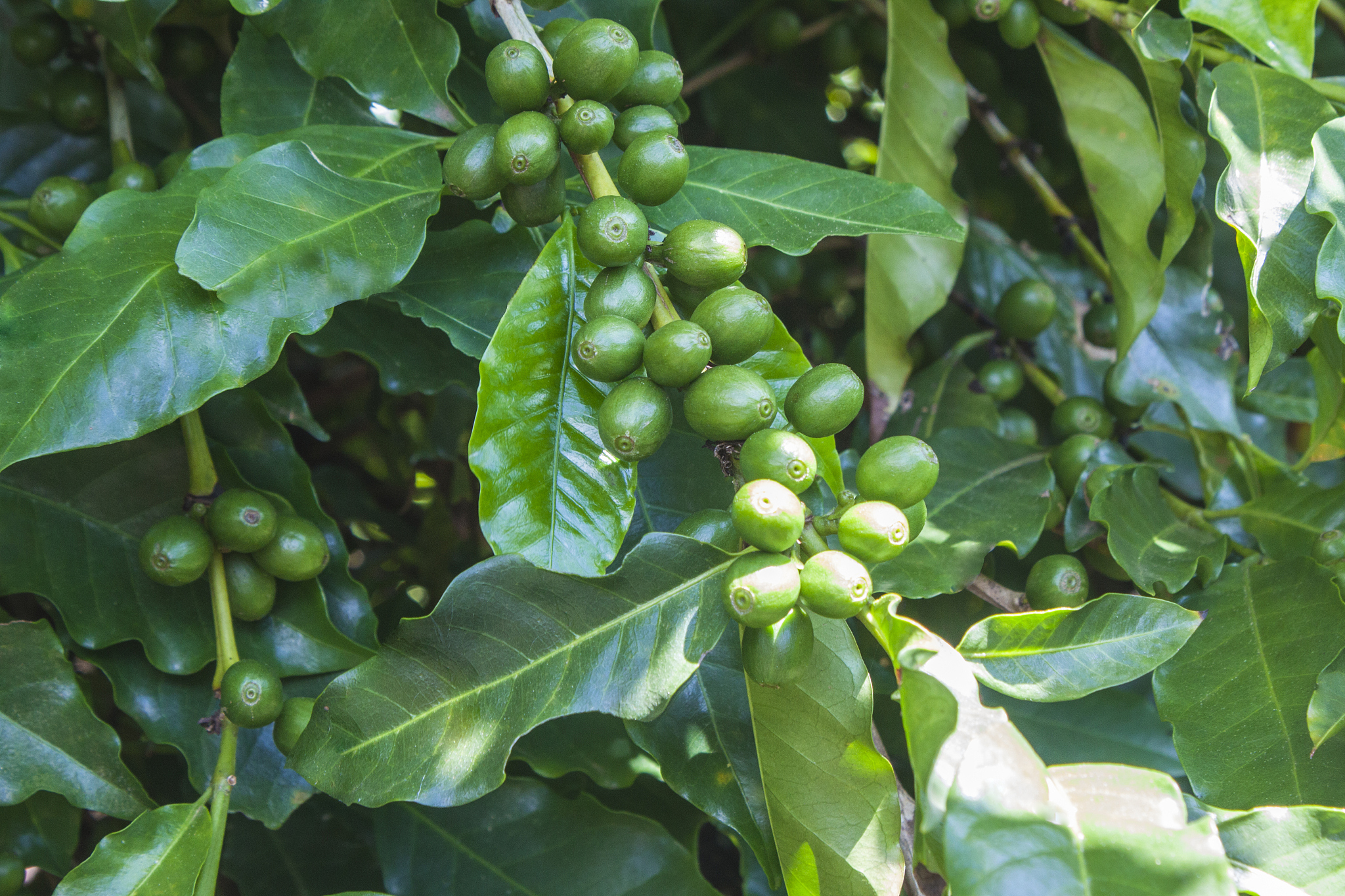山鸡椒中N-烷基酰胺类化合物抗炎活性的研究