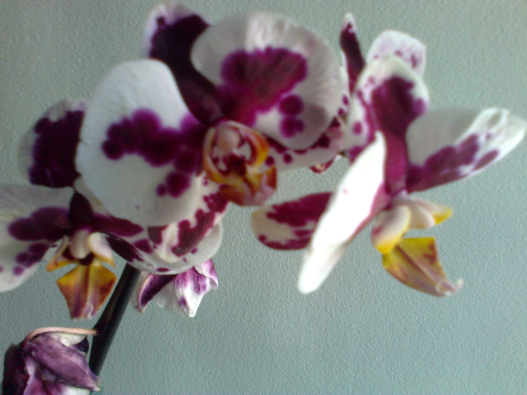 flores na varanda