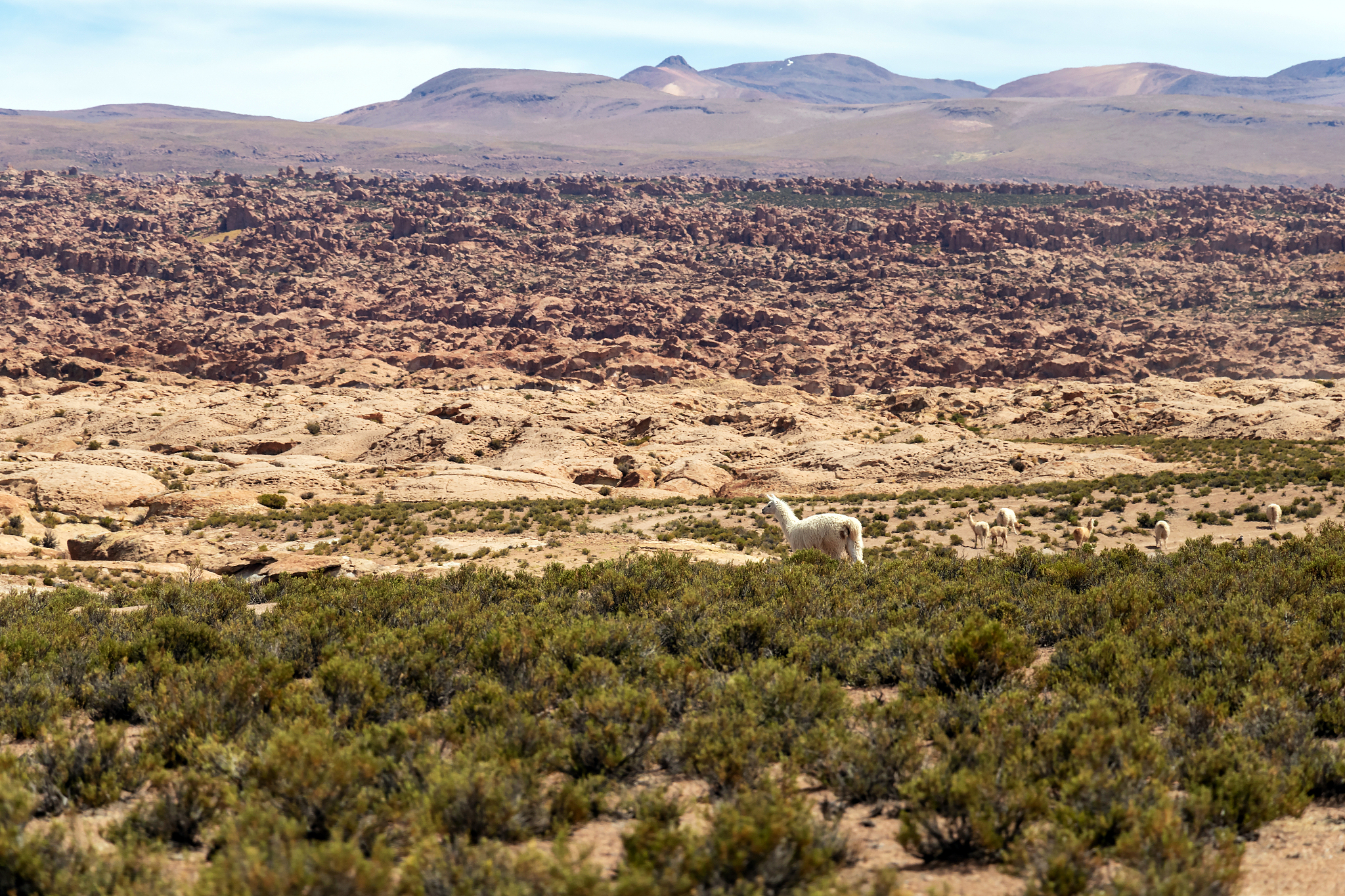 阿塔卡马沙漠位于哪个洲
