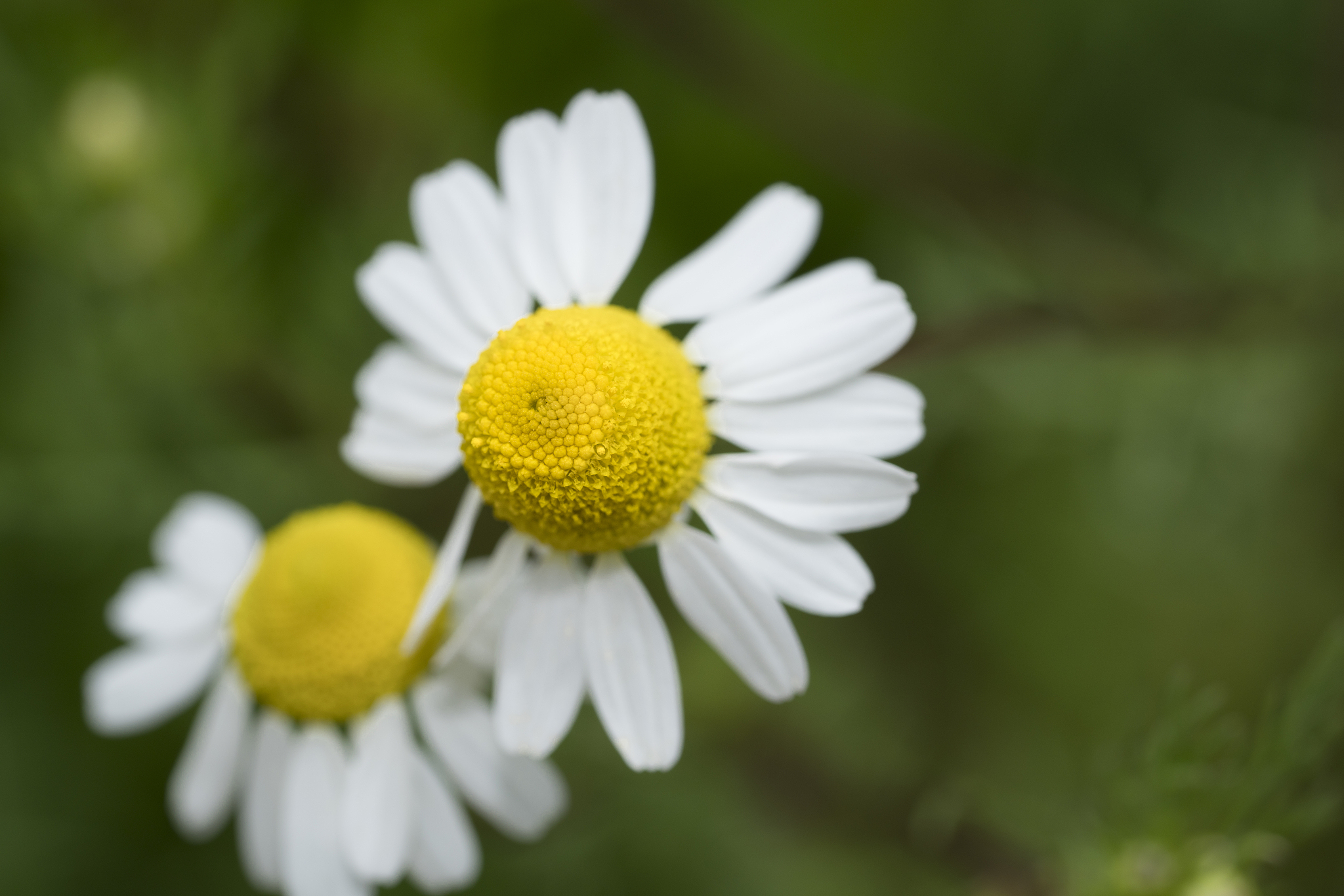 chamomile flowers