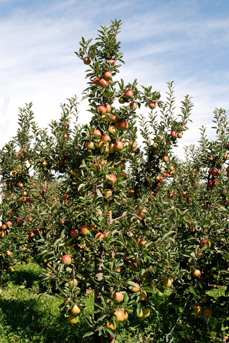 请帮我写1篇不少于750汉字的博客文章语言要幽默口语化。主题是：秋天的果园
