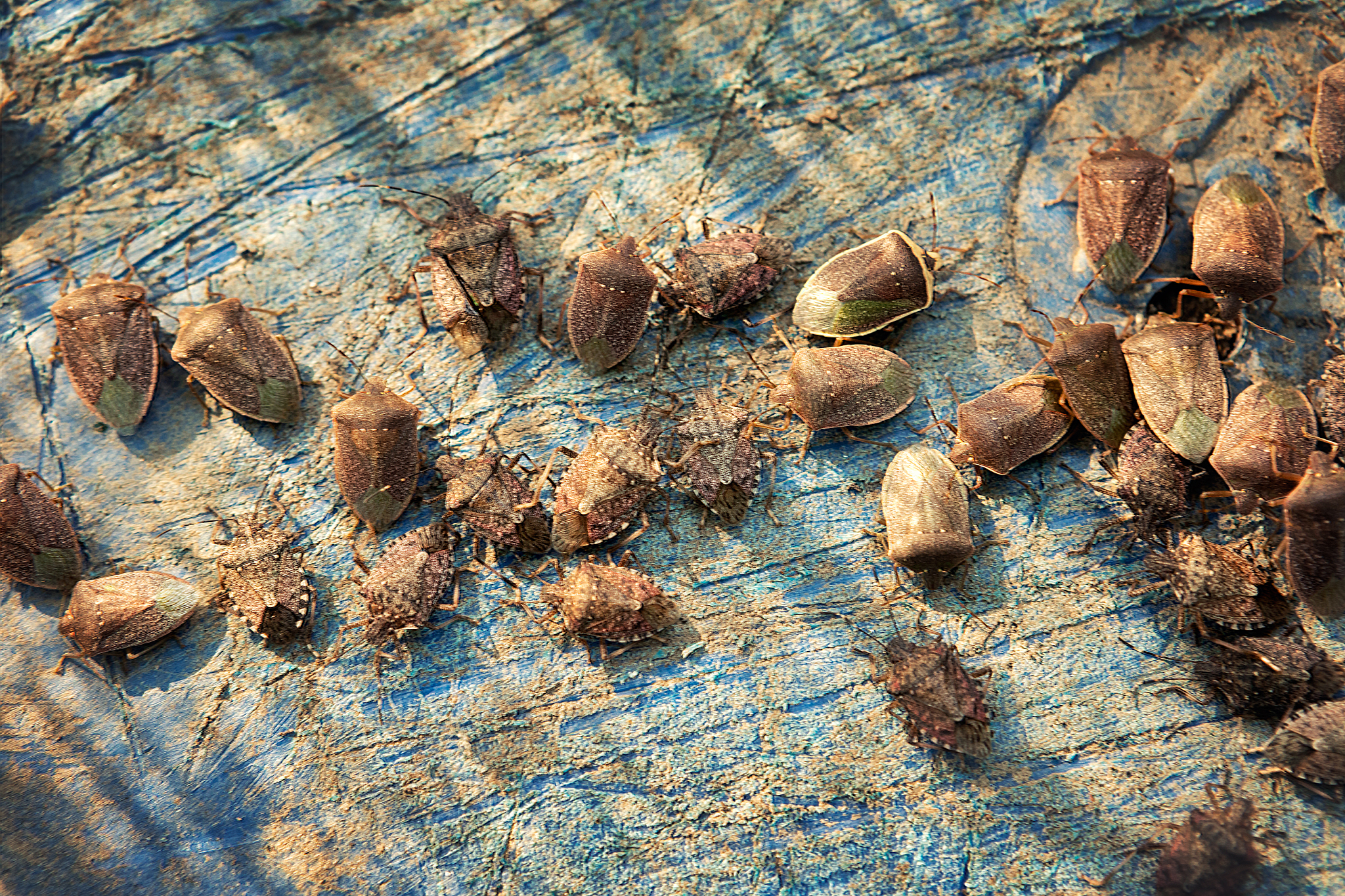 stink bugs, blackberry bugs or  stink martin