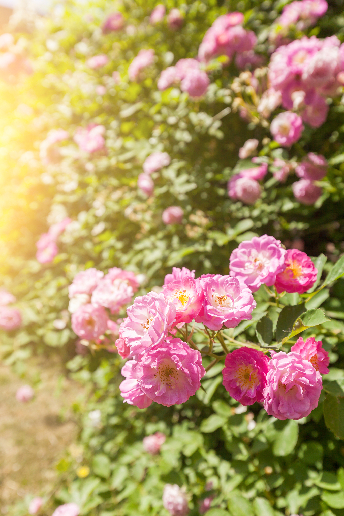 五点钟，盛开的蔷薇像一位美丽的少女