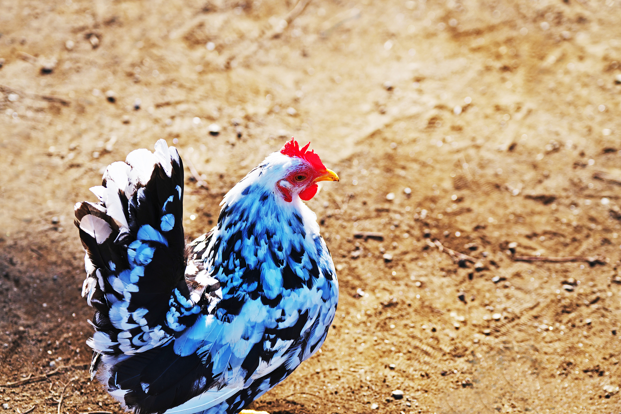 chicken