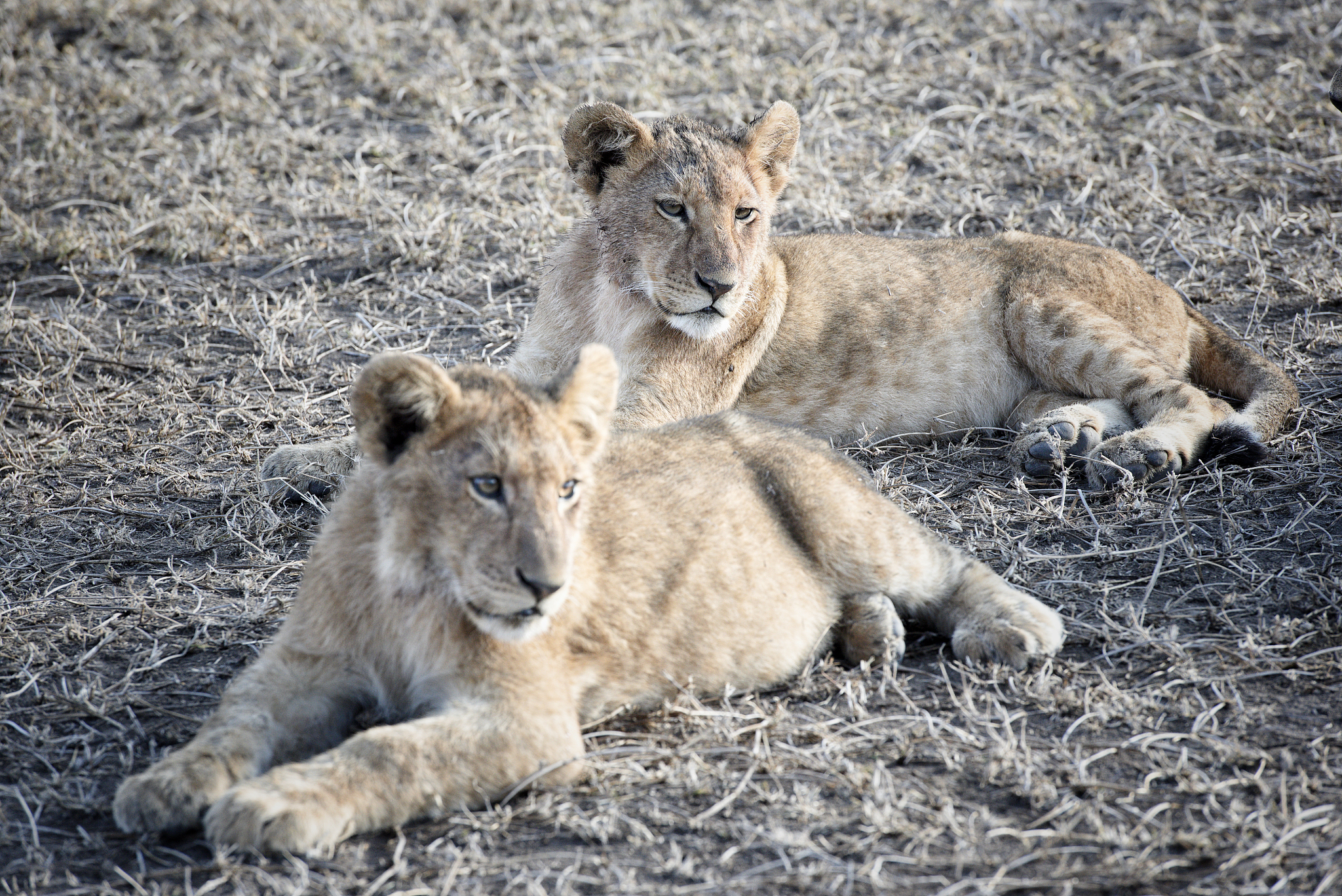 herd of lionesses with their cubs resting after a hard night of 