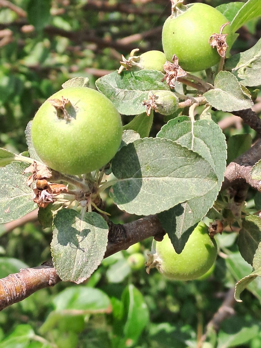 苹果树开花枯叶得什么病了 用什么农药帮我用180字详细描述