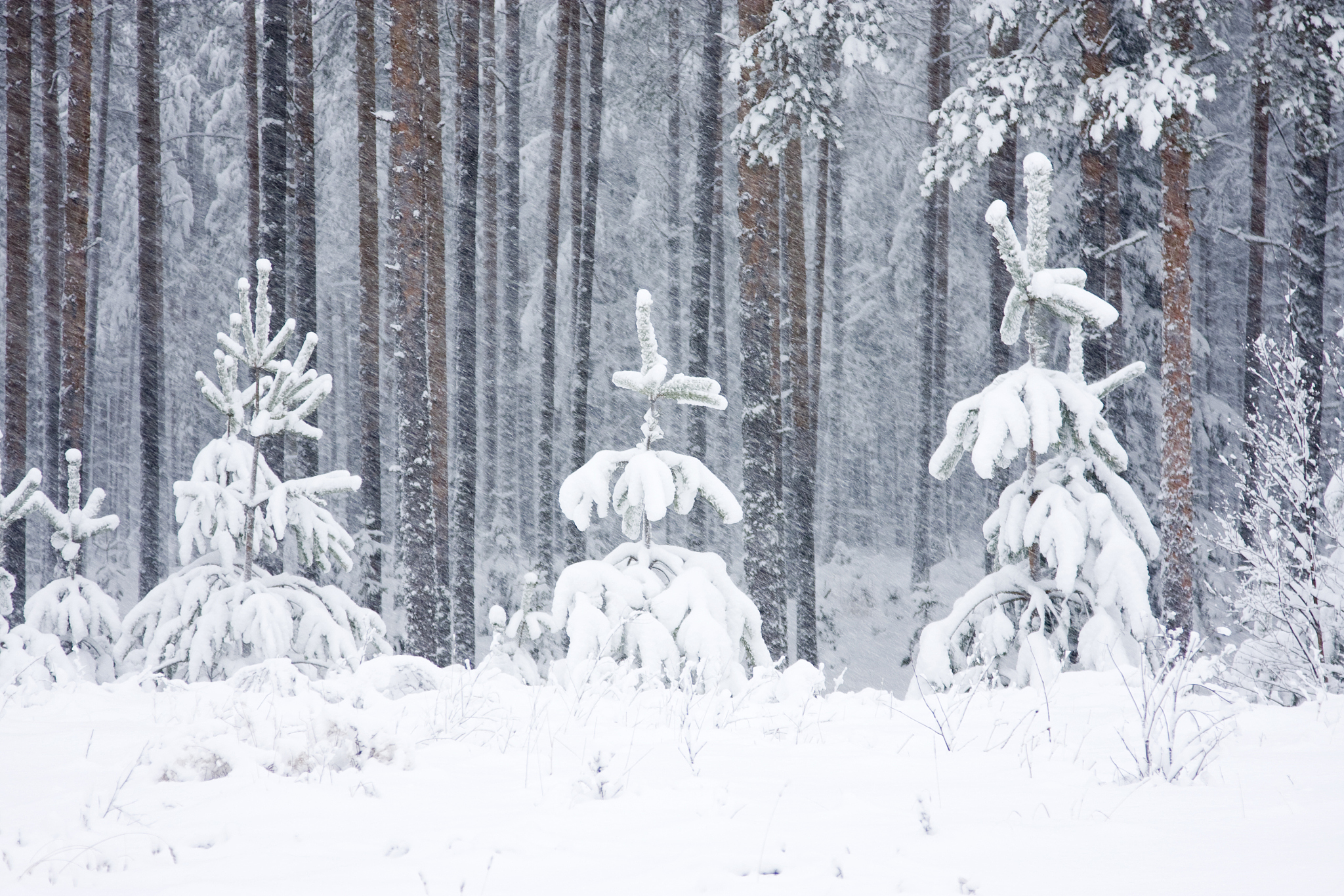 Cozy Up for Winter: Chimney Cleaning and Wood Stove Warmth