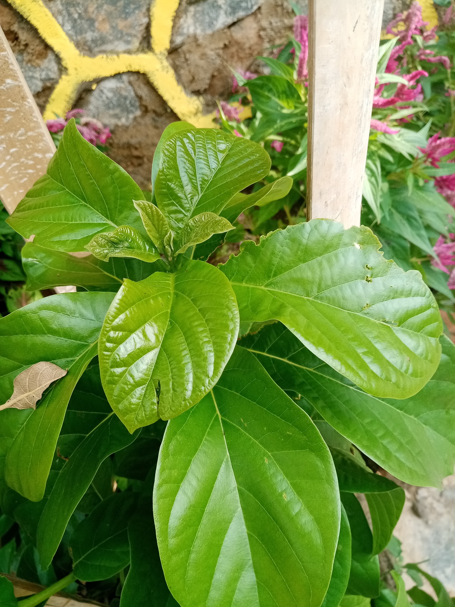 leaves