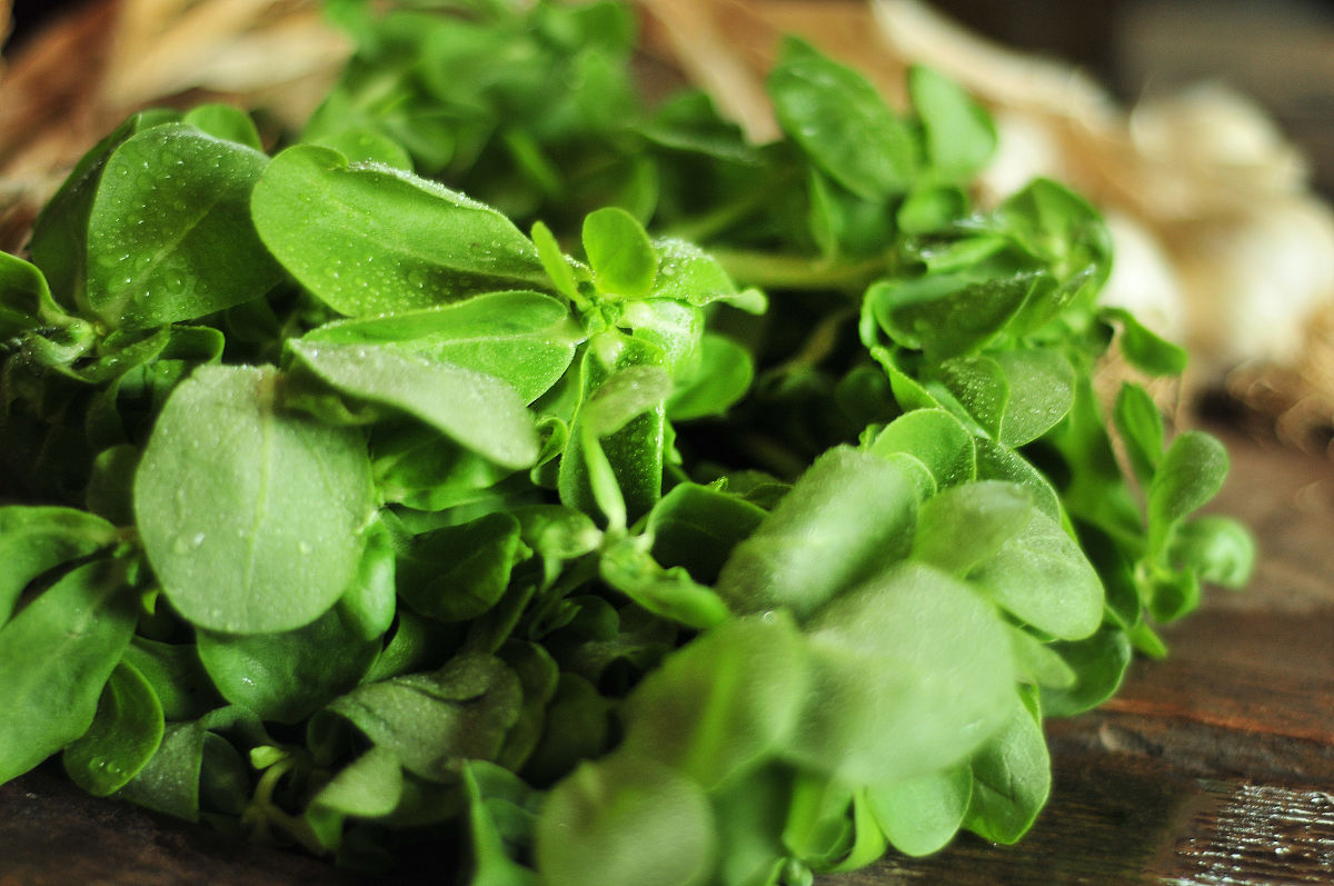 请帮我写1篇不少于800汉字的博客文章语言要幽默接地气。主题是：马齿苋的功效作用