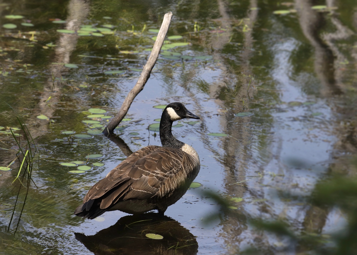 单独的鸟部首单独的鸟部首是鸟字的部首也称为鸟部。它是汉字中常用的一个部首表示与鸟有关的事物。在汉字中许多字都包含有鸟部首如鸡、鹅、鸭、鹤、鸽等。鸟部首也可以作为一个独立的字形出现例如鸟字本身就是一个单独的鸟部首。以部首的符号显示鸟