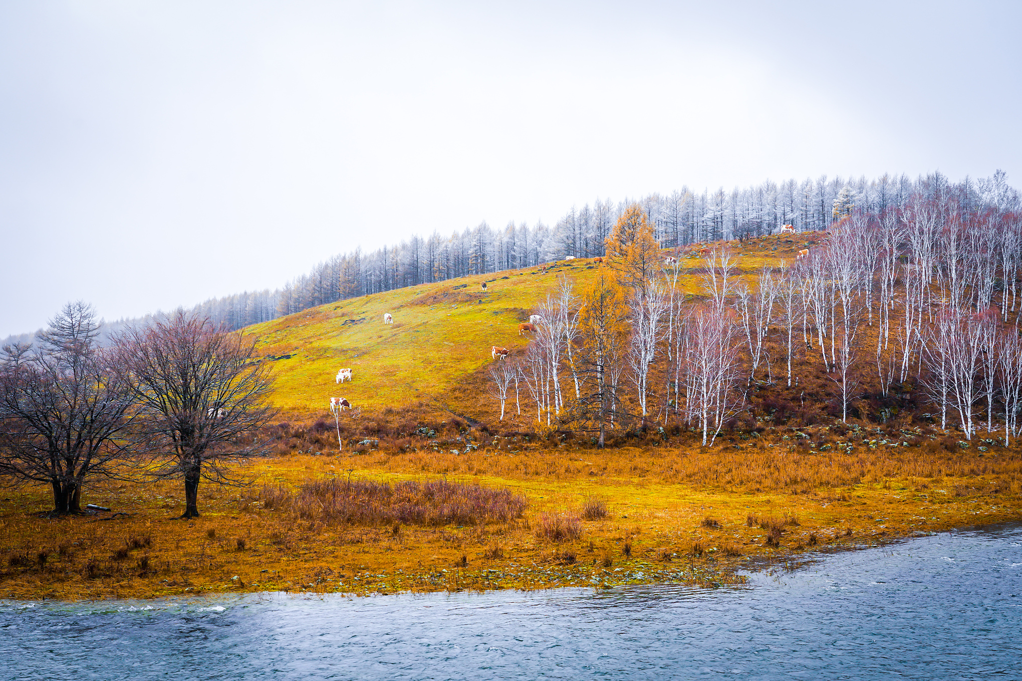 雪山草原白桦林：白色与黄色的梦幻对比