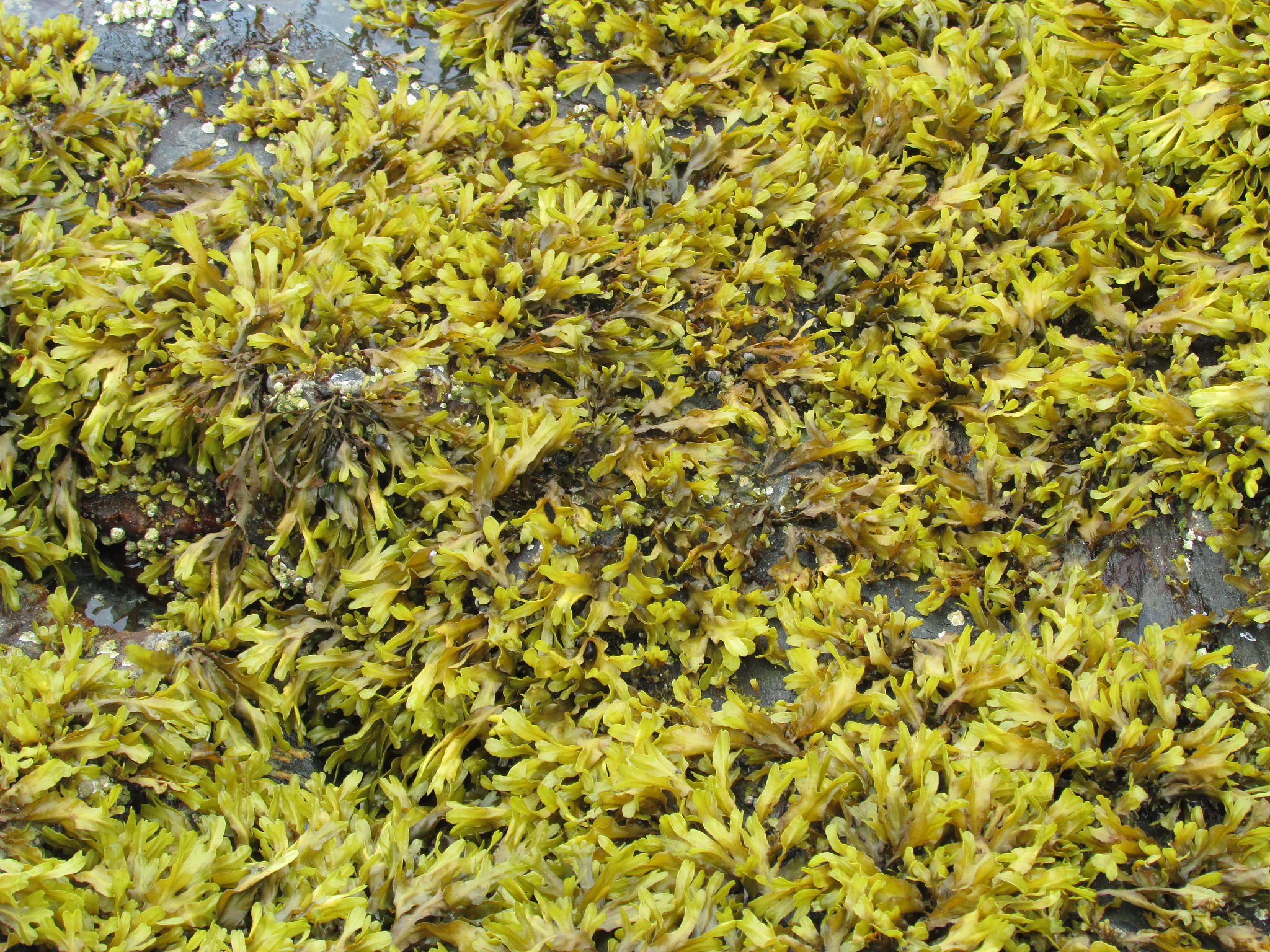 yellow seaweed low tide