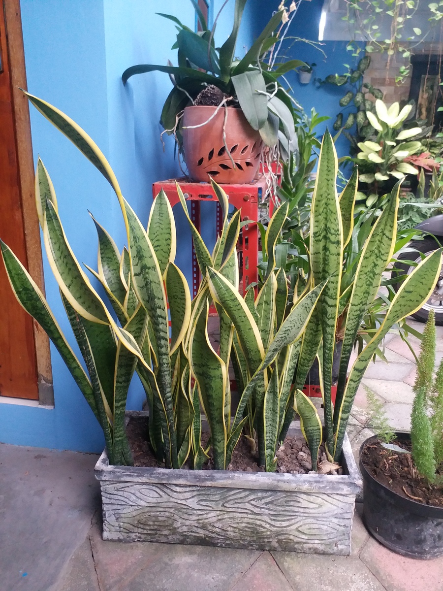 龙舌兰叶子发黄怎么办？快速解决方法！