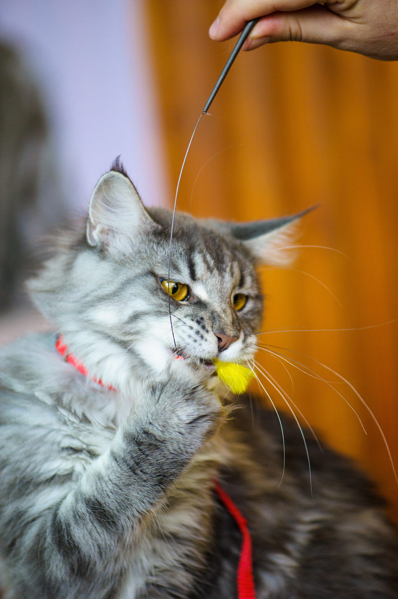 猫咪的胡须有多重要？铲屎官们必须了解！
