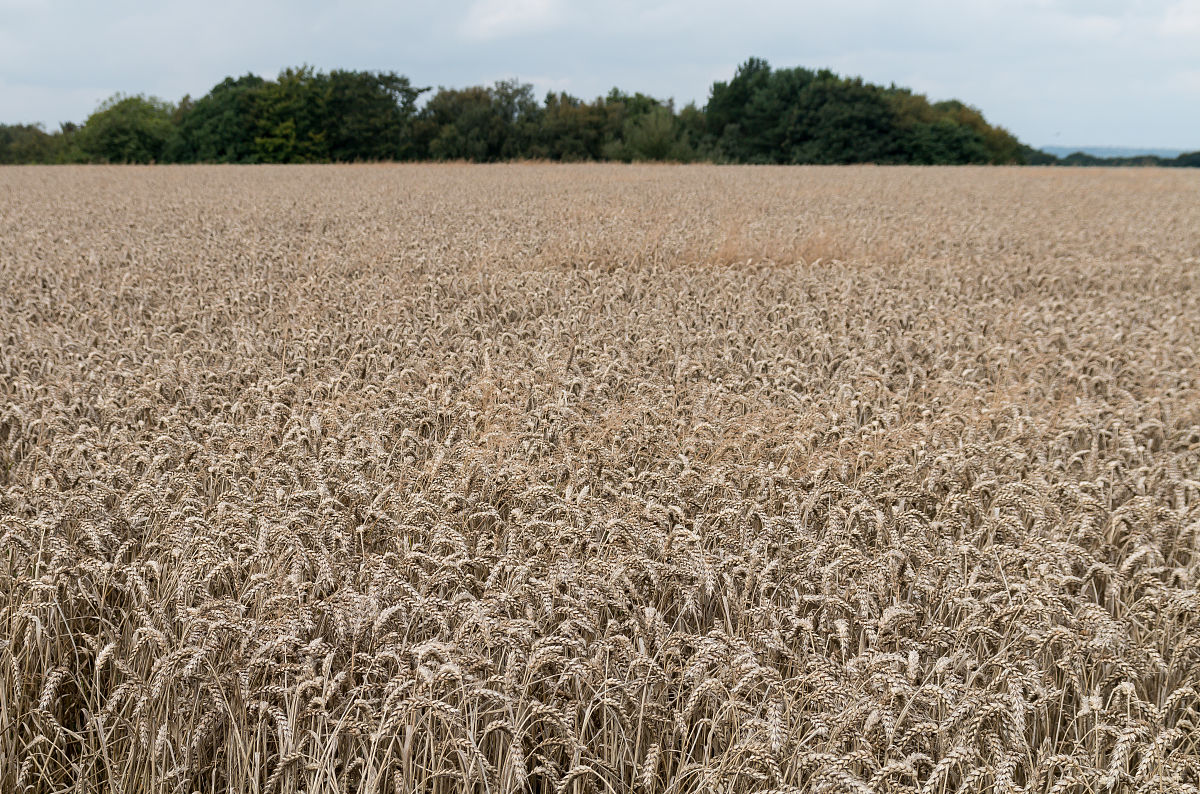 帮我润色但不改变本意：小麦作为典型的高耗水作物其生长发育与产量形成对干旱胁迫十分敏感而干旱胁迫已对我国冬小麦产量的提升带来巨大隐患。