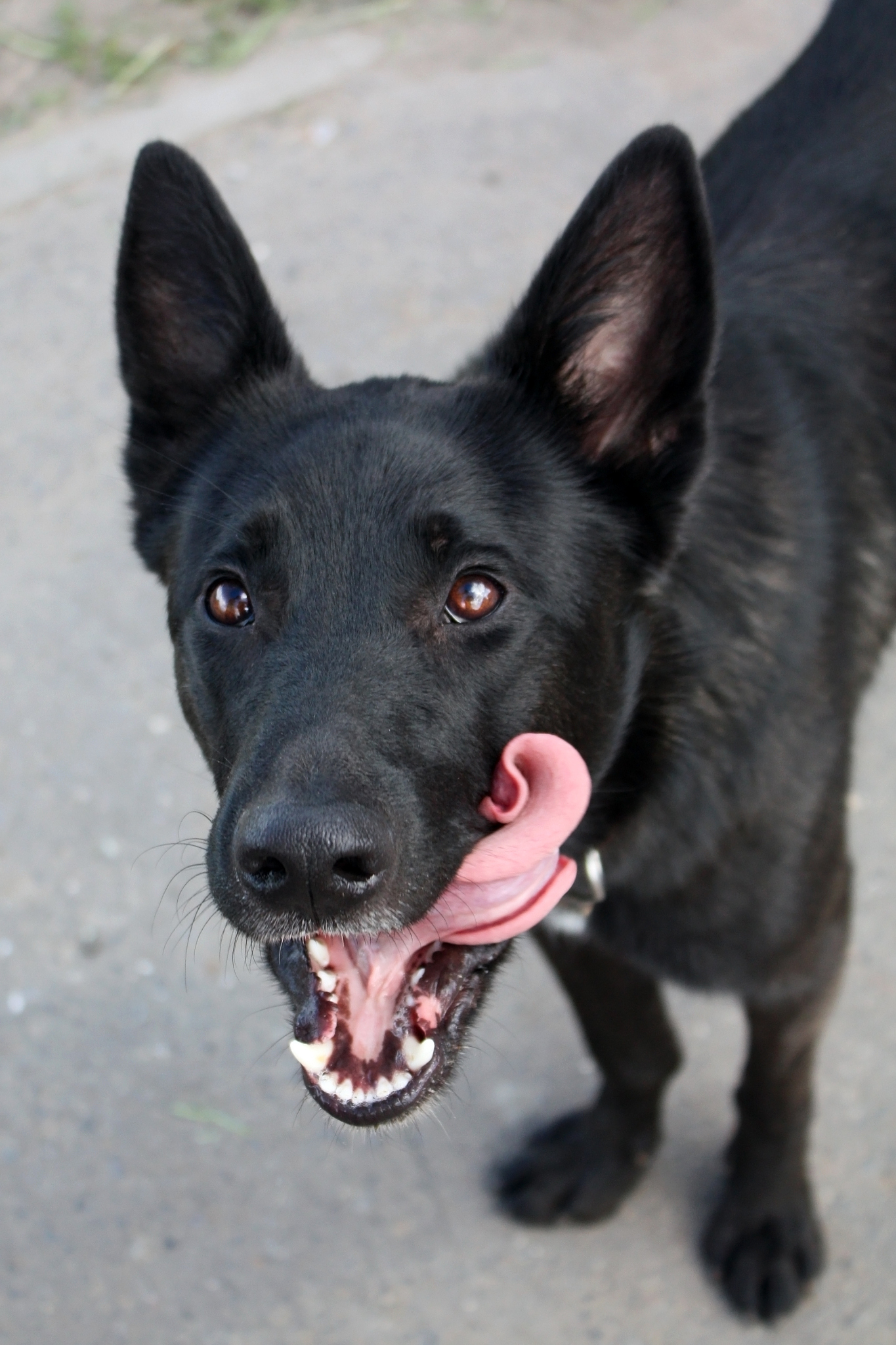 狗狗的血小板只有一了有什么办法可以快速的提高血小板？狗狗的血小板只有一的情况非常危险需要立即就医。医生会根据狗狗的具体情况给出相应的治疗方案包括输血、口服药物等。在治疗期间可以给狗狗提供高营养、易消化的食物保持室内环境清洁卫生避免狗狗受到惊吓或受伤等。同时注意观察狗狗的病情变化及时与兽医沟通和协商治疗方案。除了输血以外有什么别的治疗药物可以帮助提高狗狗的血小板呢？在治疗低血小板的狗狗时通常会使用一