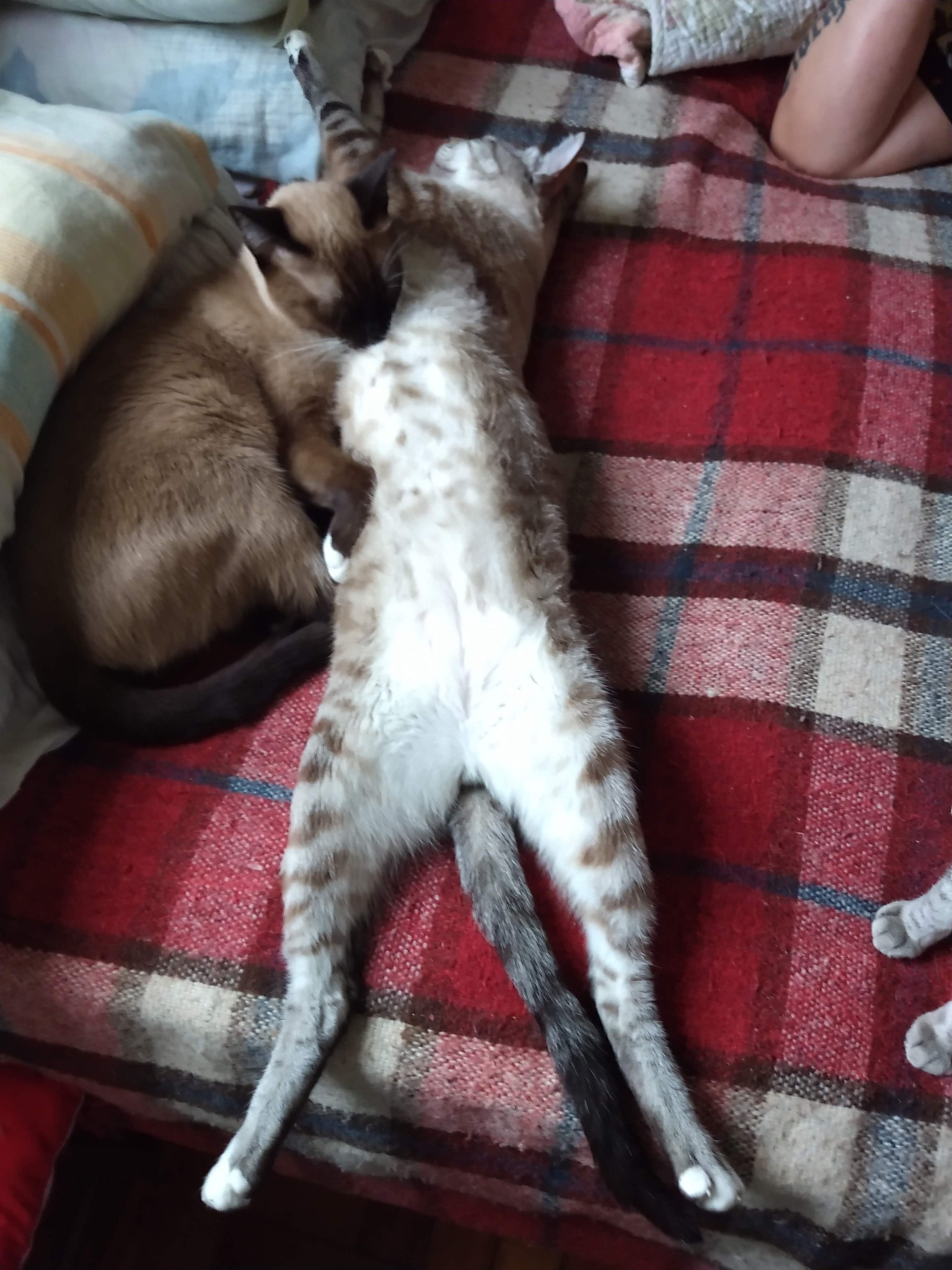 母猫最佳绝育时间：什么时候做最合适？