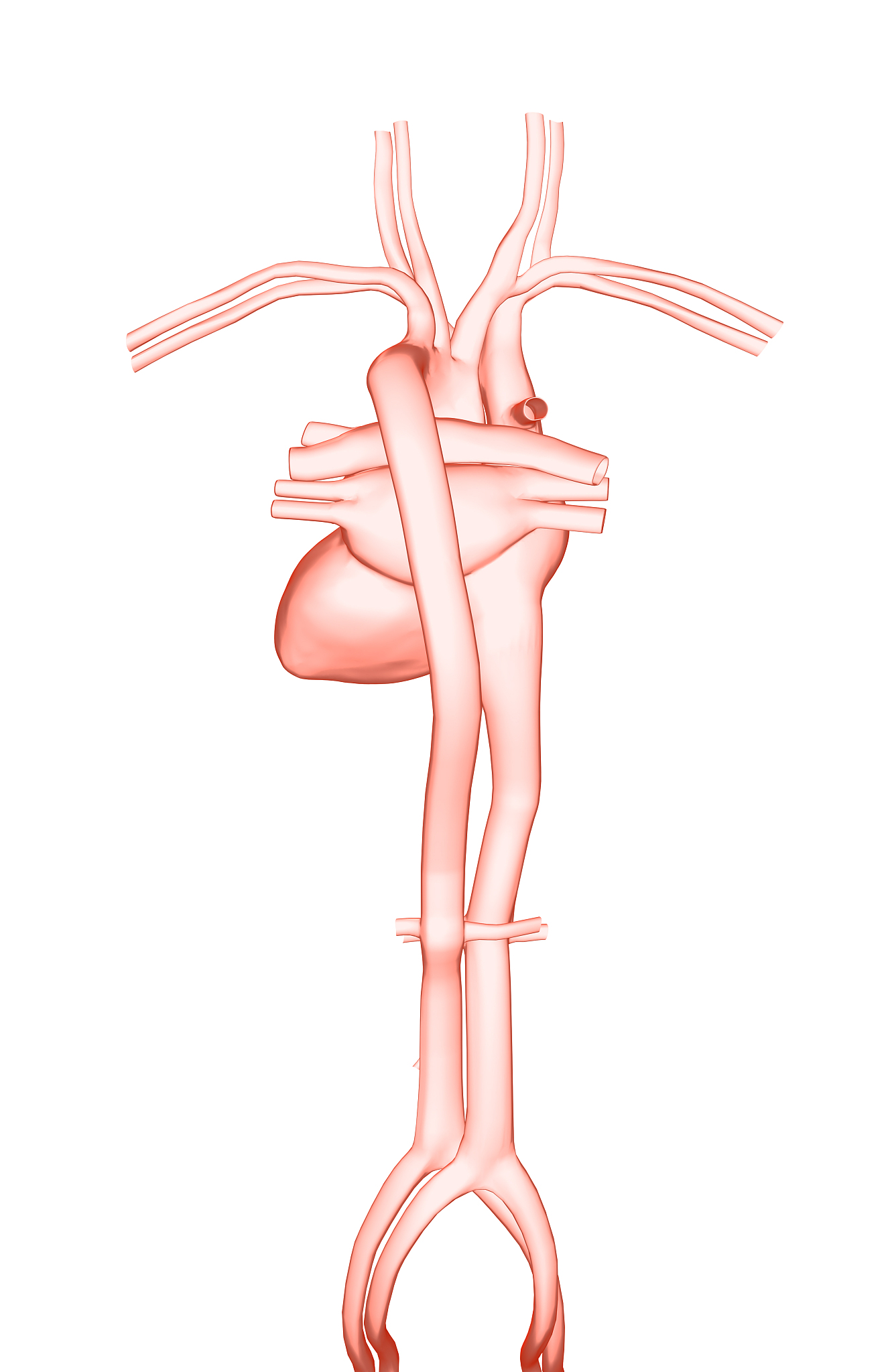 上腔系静脉回流途径