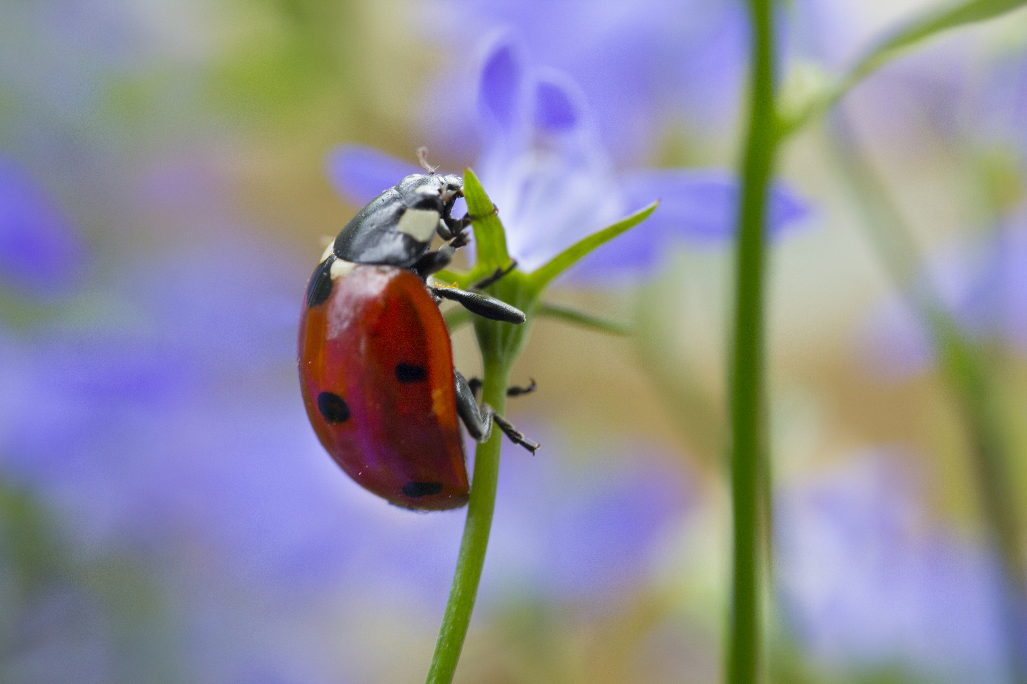 ladybug on flowers