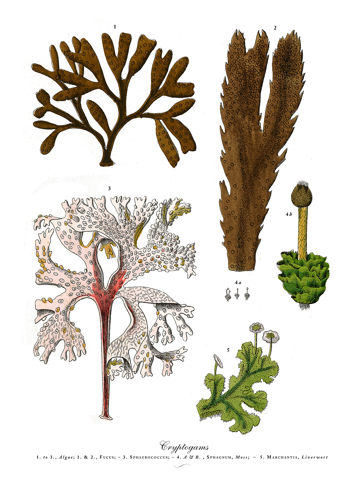 什么是植物表型