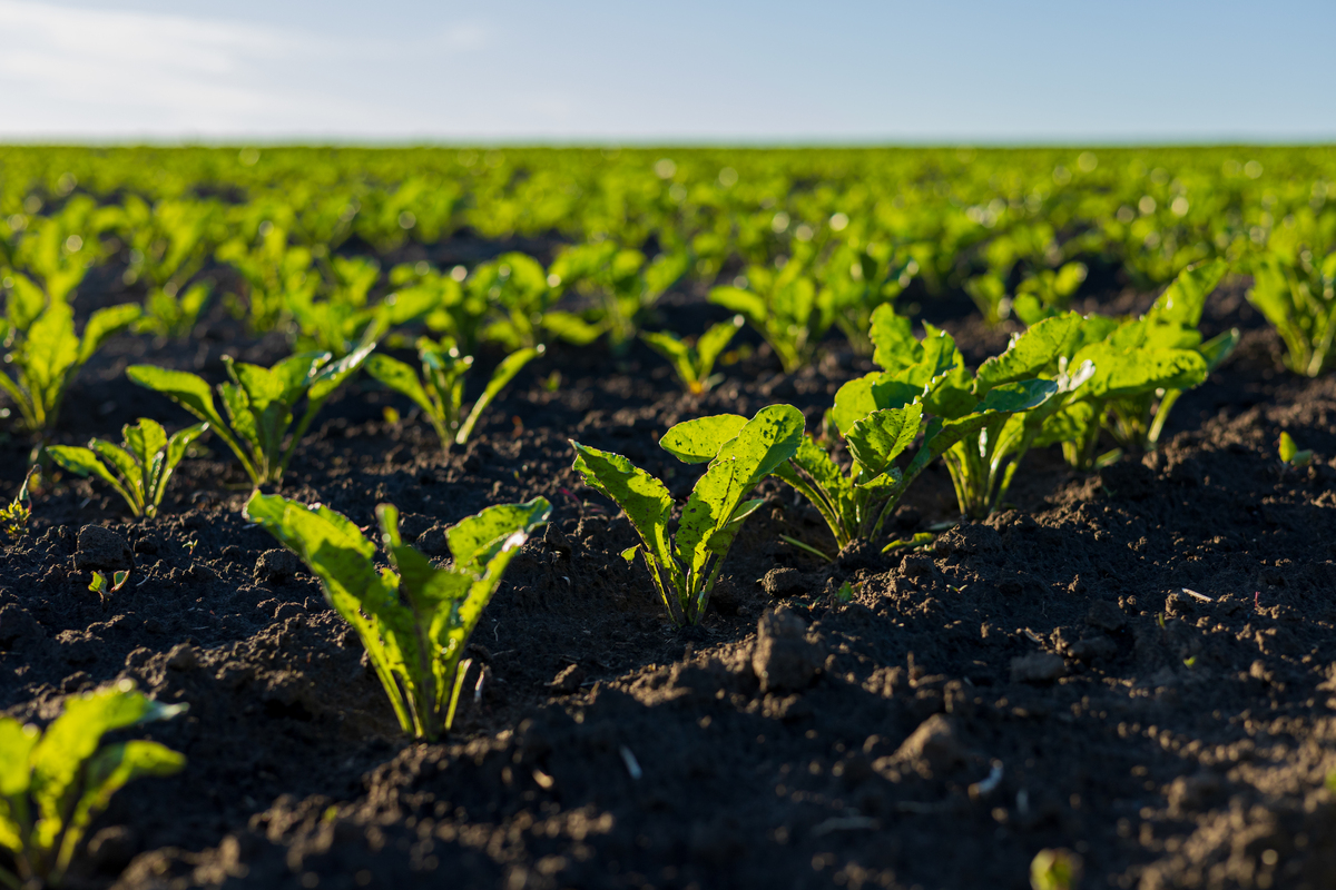 Planting Density and Soil Quality: Factors Influencing Farmer Decisions in China