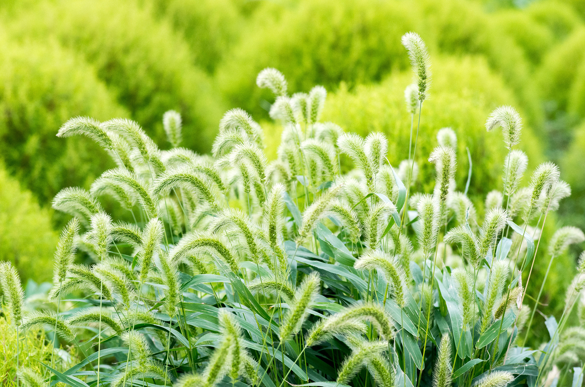 青稞米的GI和GL是多少