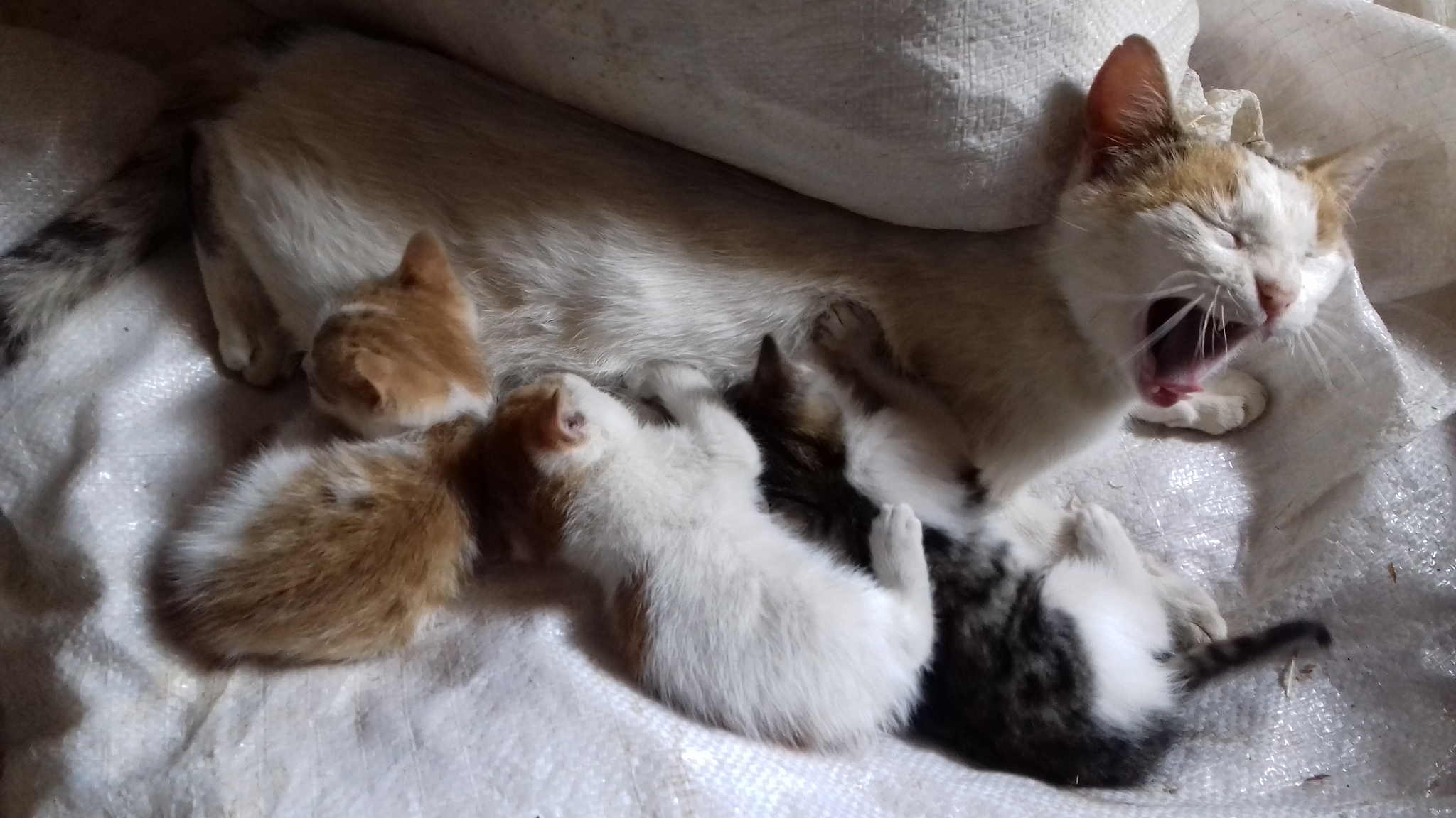 两个月大小猫有可能怀孕吗