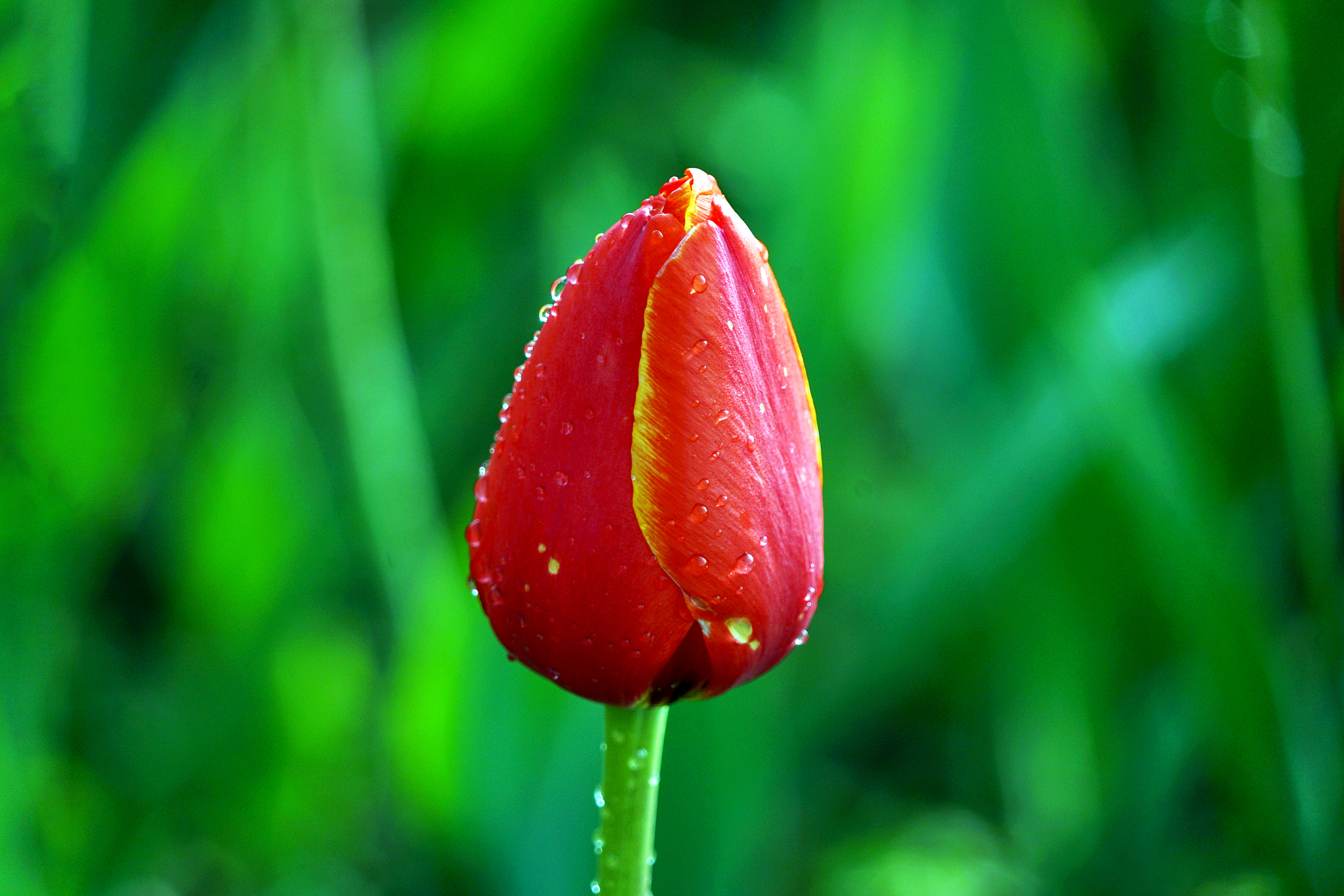 一句话形容郁金香好看的文言文