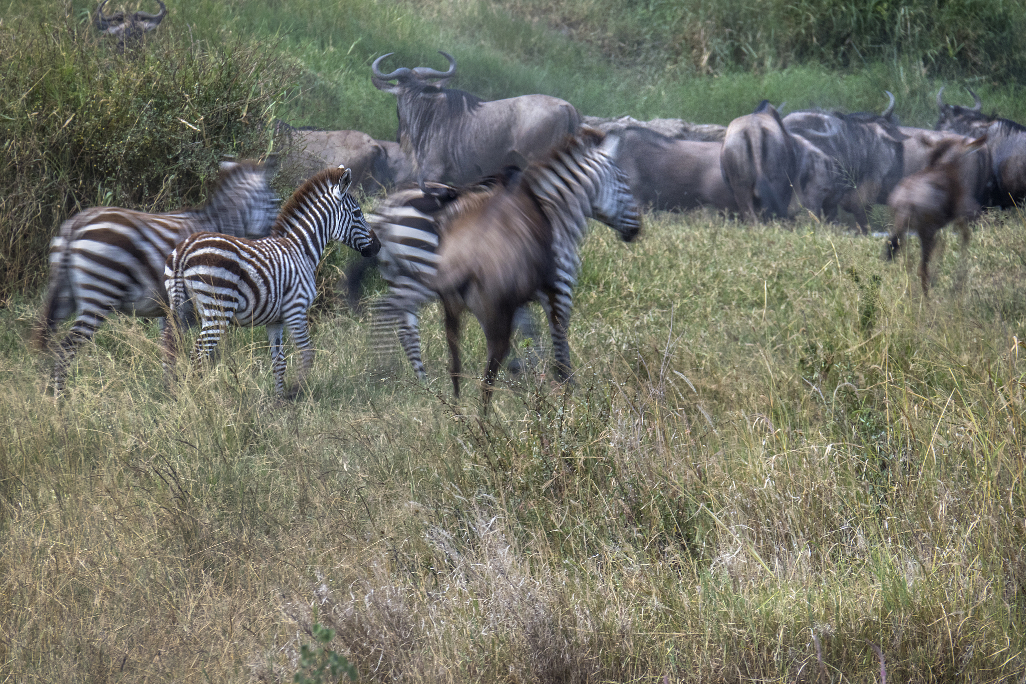 buffalo and zebra herds run away in savannah