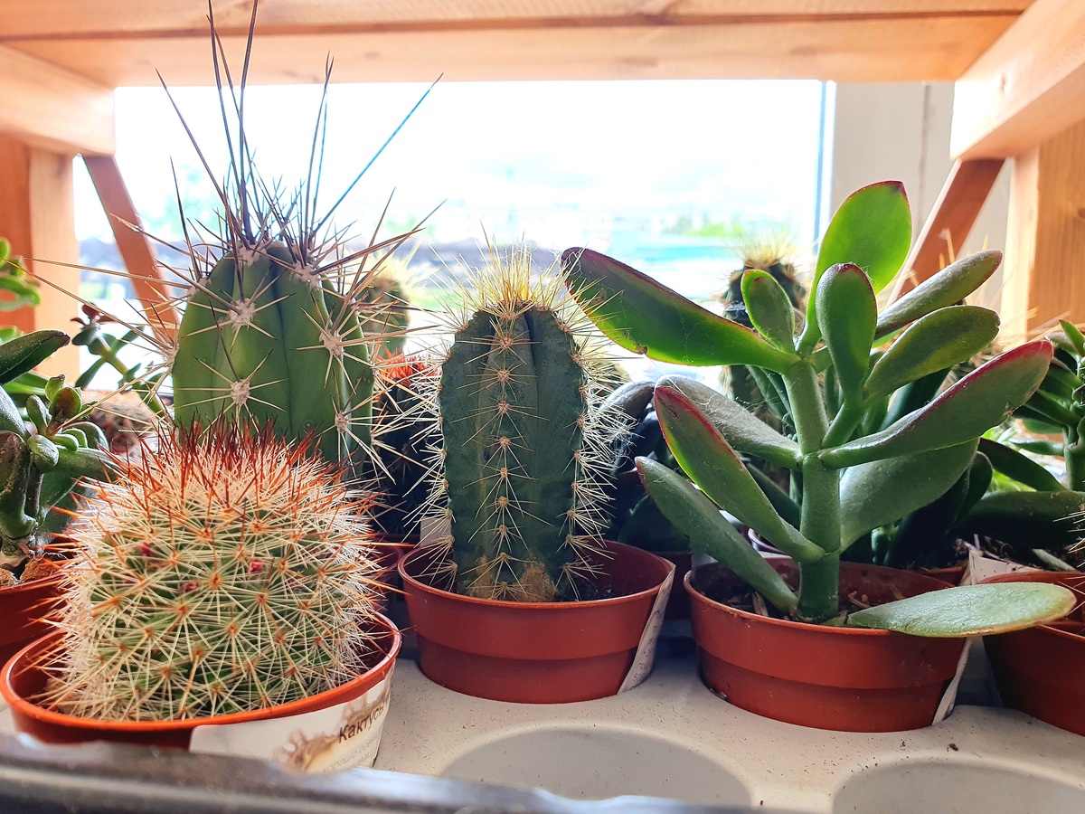 仙人掌种植指南：如何养护仙人掌，多久浇一次水？