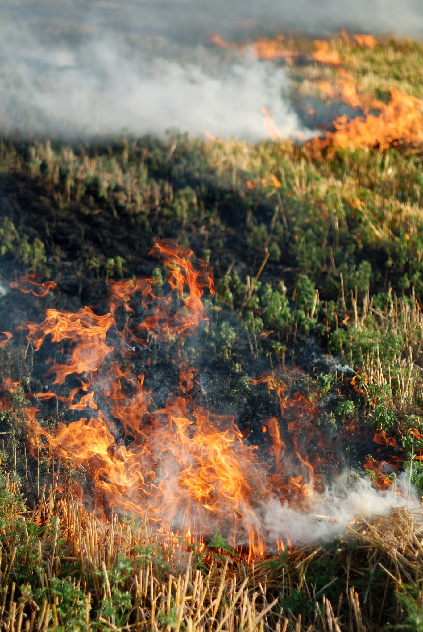 火灾对苔原土壤有机质的影响：一项重要研究