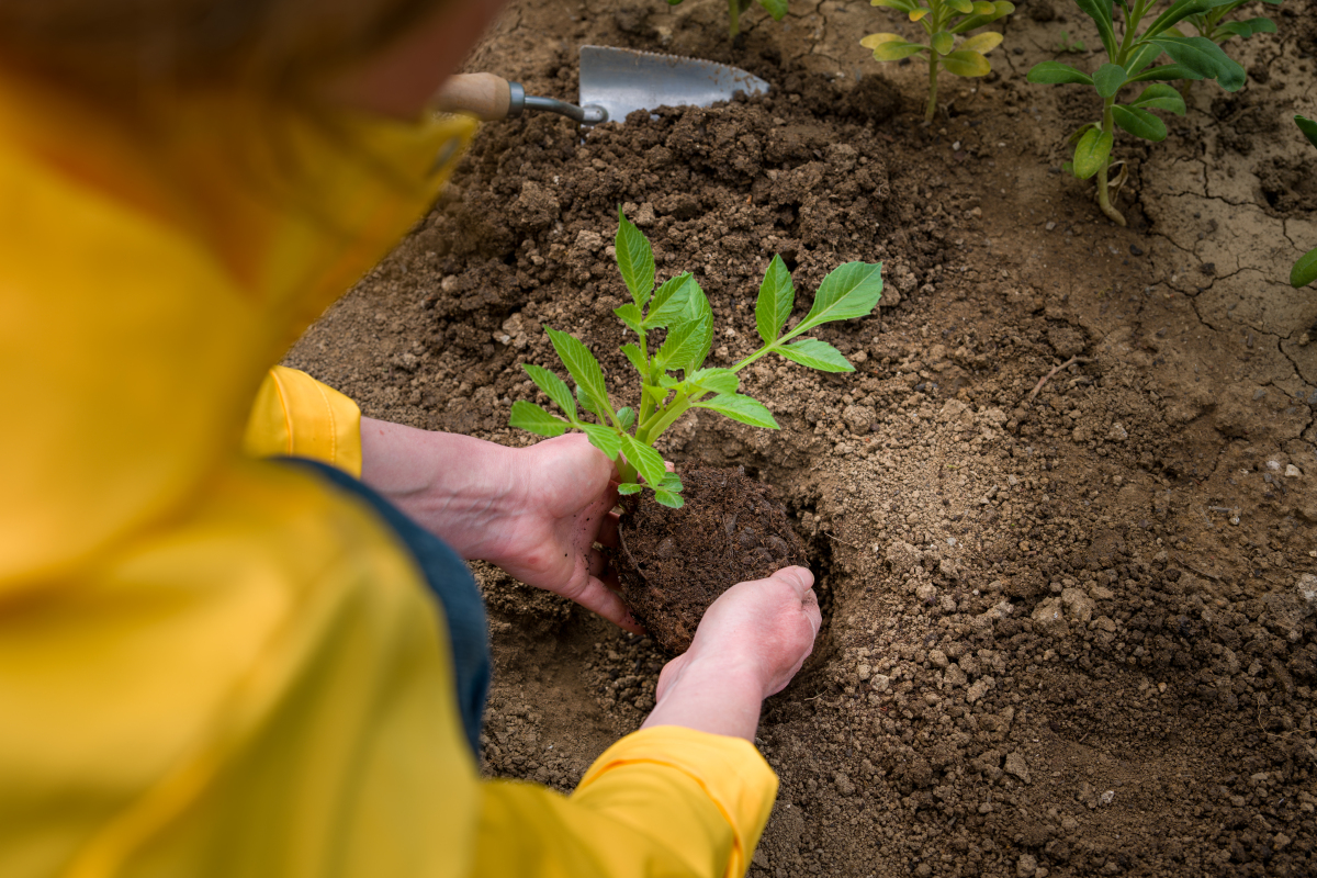 做一份详细的朝天椒施肥方案