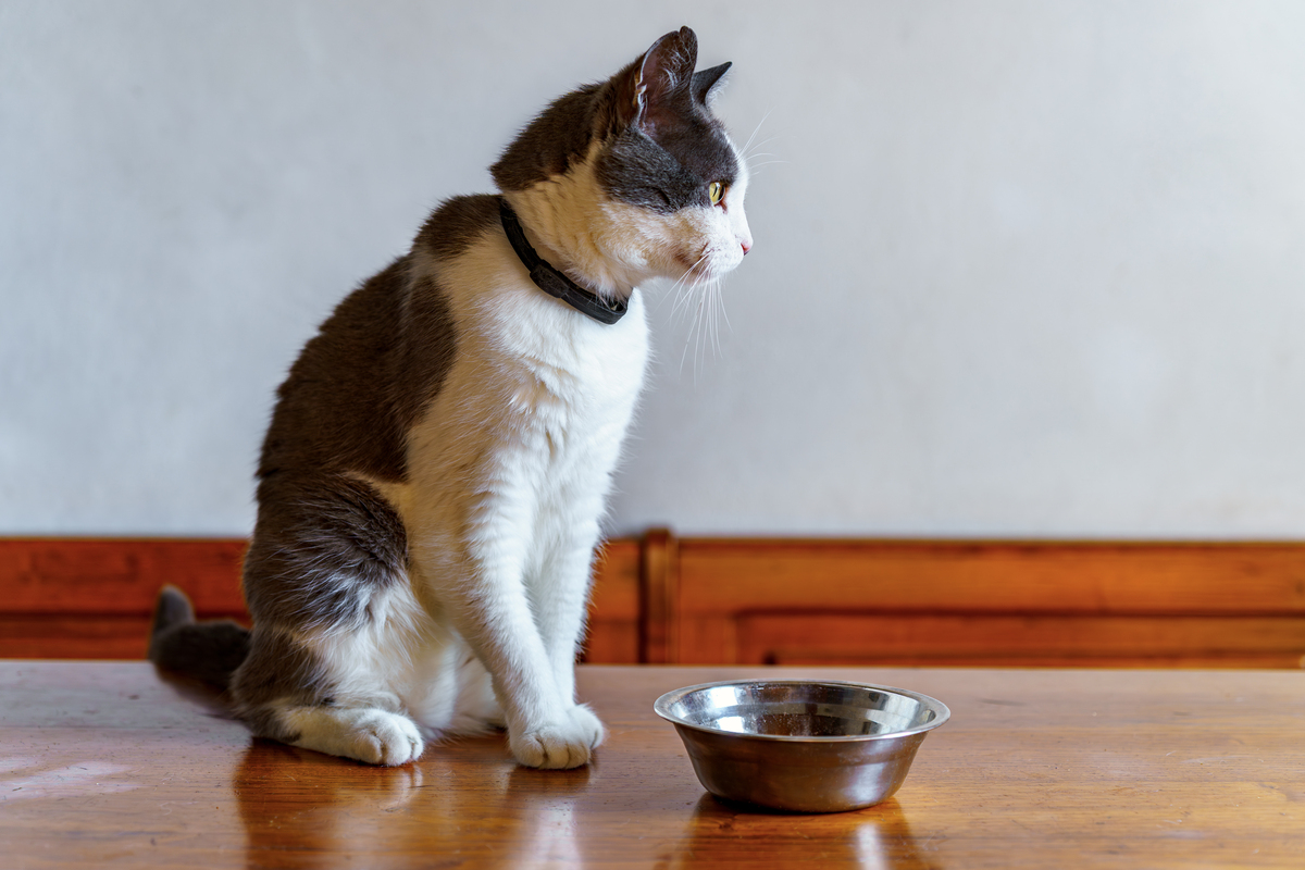 猫咪扒食的秘密！你家猫主子为什么喜欢把食物扒出来吃？
